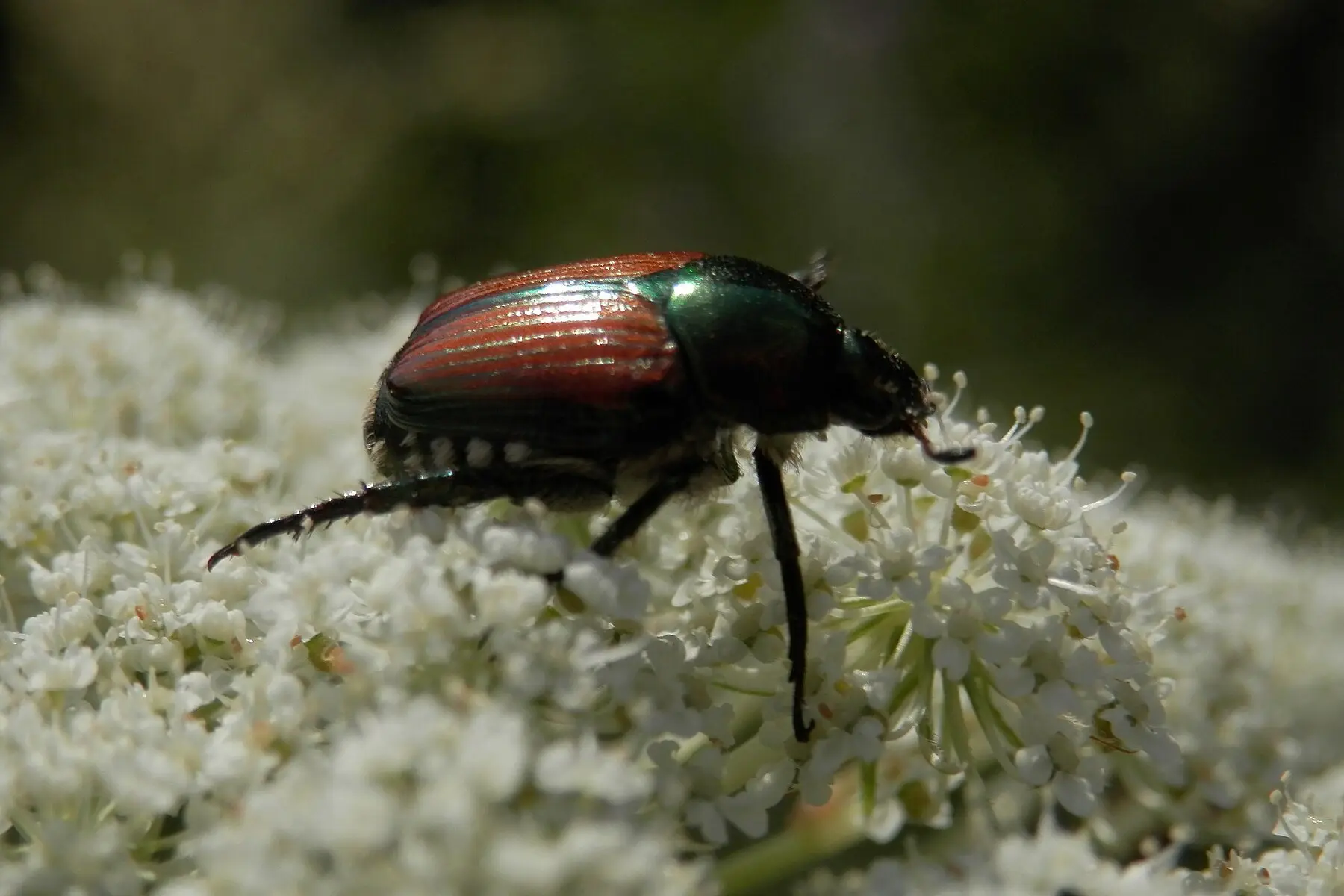 A Japanese beetle in profile on white umbel flowers, metallic green thorax, coppery wing covers, white tufts along the abdomen and visibly spined legs