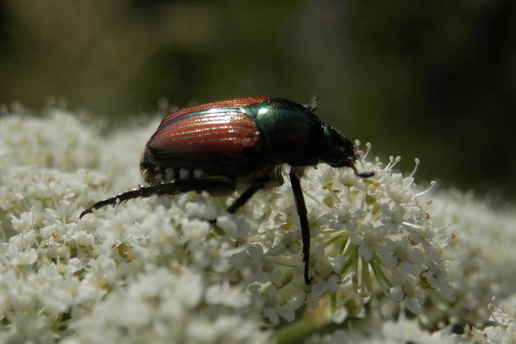 A Japanese beetle in profile on white umbel flowers, metallic green thorax, coppery wing covers, white tufts along the abdomen and visibly spined legs