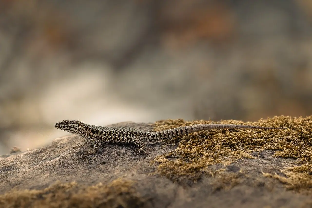 A wall lizard basking on a mossy rock, alert and side-on to the camera