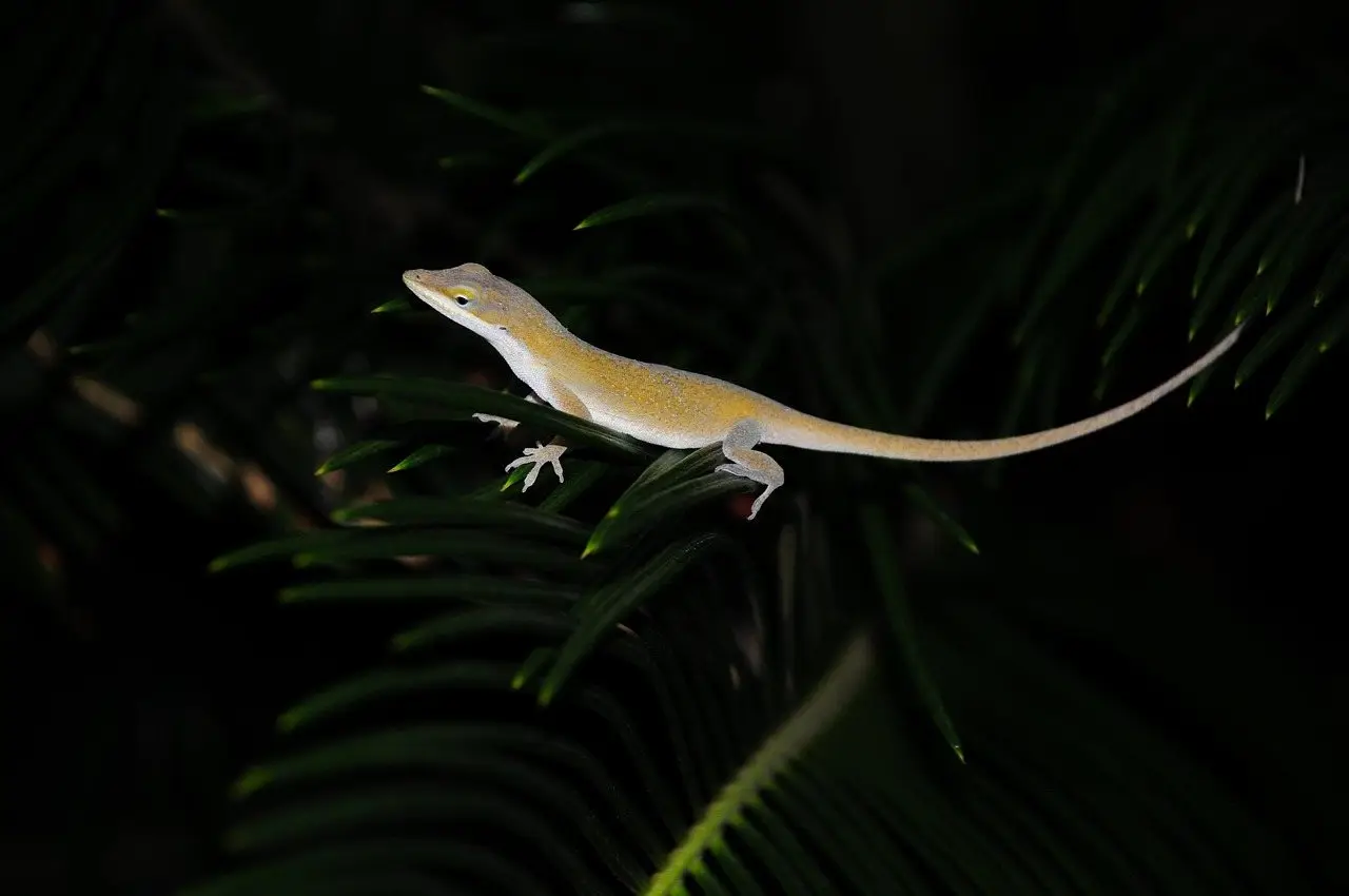 A pale anole perched along the frond of a garden plant at night, tail extended behind it