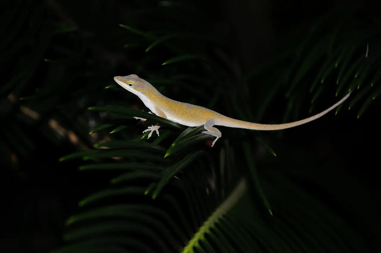 A pale anole perched along the frond of a garden plant at night, tail extended behind it