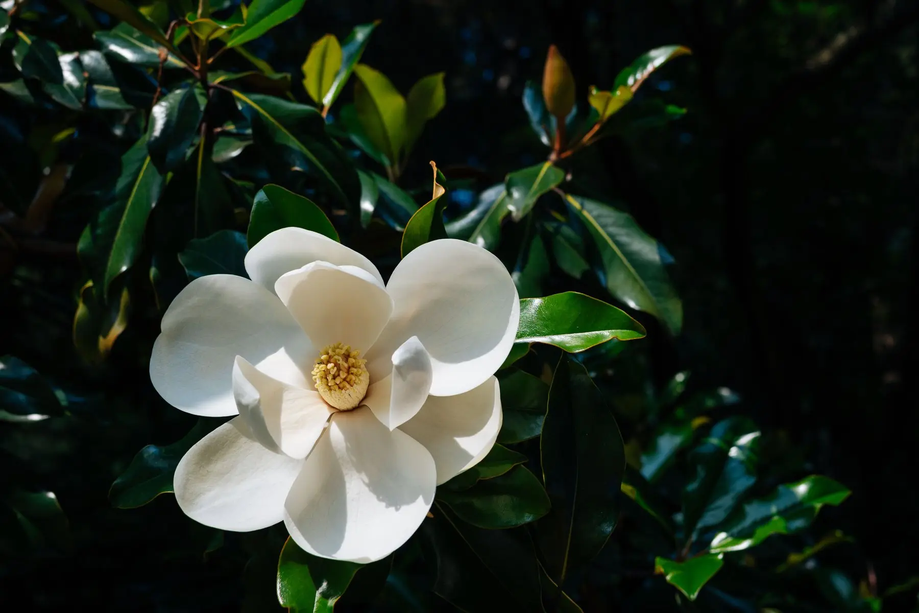 A southern magnolia flower among thick glossy evergreen leaves