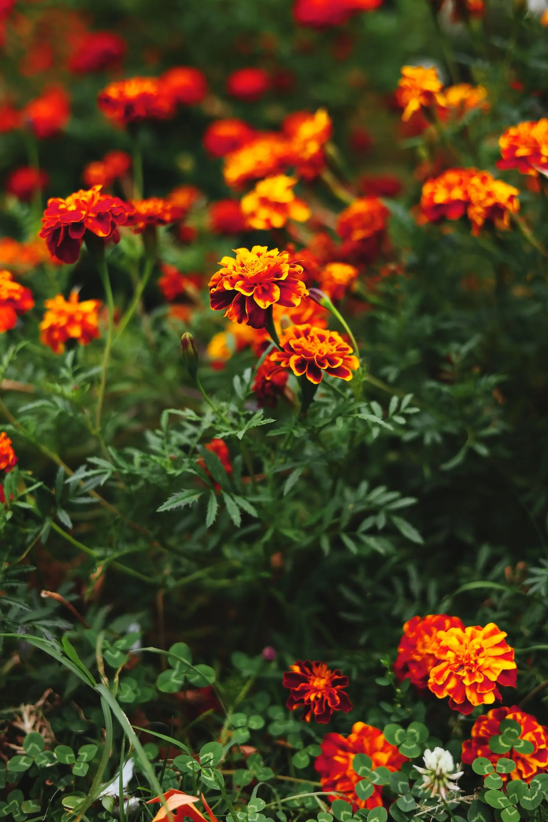A dense planting of red and orange French marigolds with their finely divided foliage