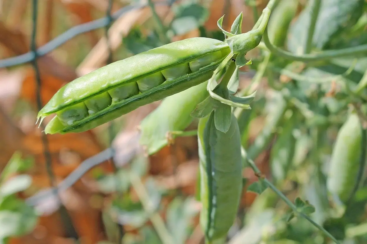 An open pea pod and developing pods on the plant, with wire mesh support visible behind
