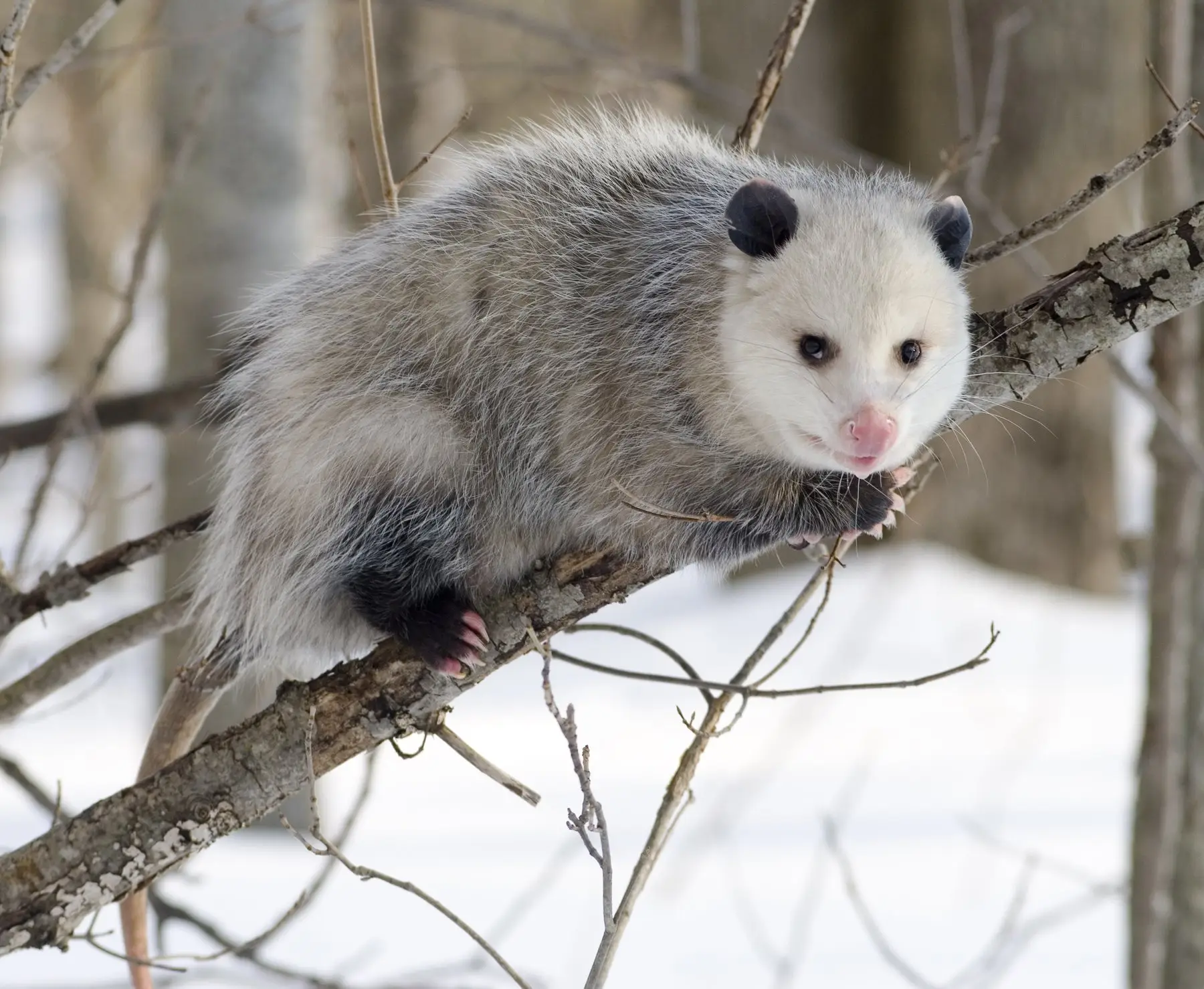 An opossum gripping a bare branch above snow, its pale face turned toward the camera