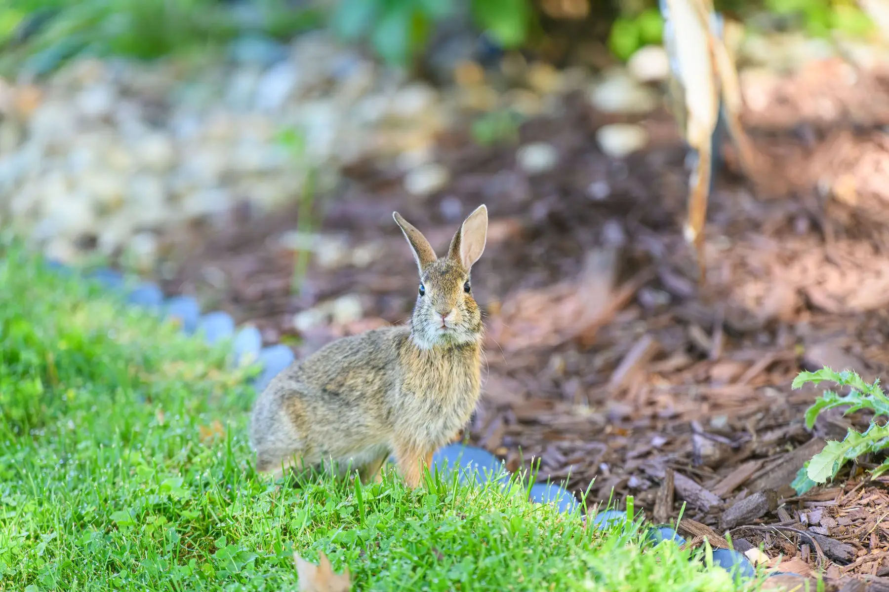 A cottontail rabbit sitting alert at the edge of a lawn where the grass meets a mulched border