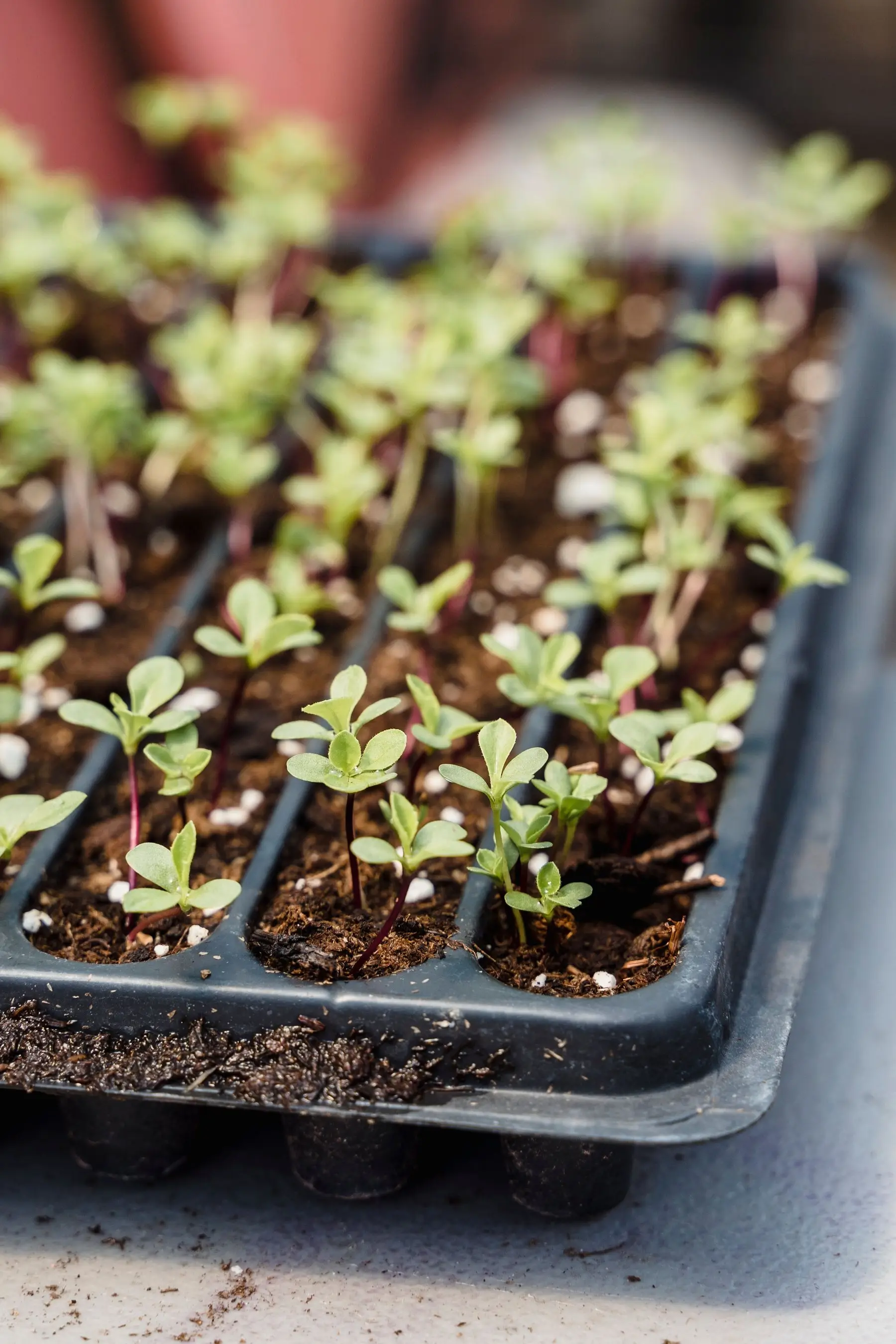 Newly emerged seedlings with their first true leaves in a black modular seed tray