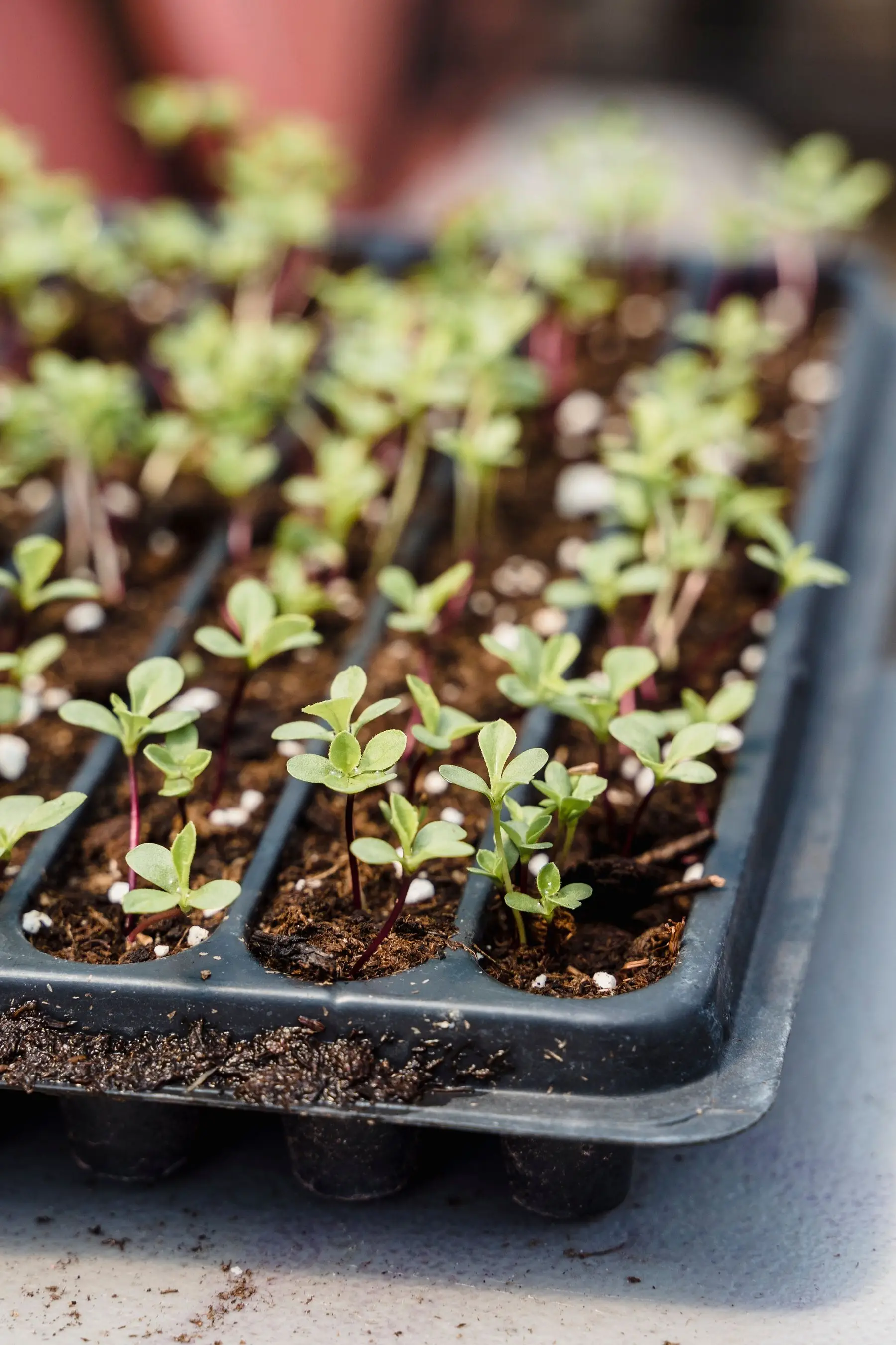 Newly emerged seedlings with their first true leaves in a black modular seed tray