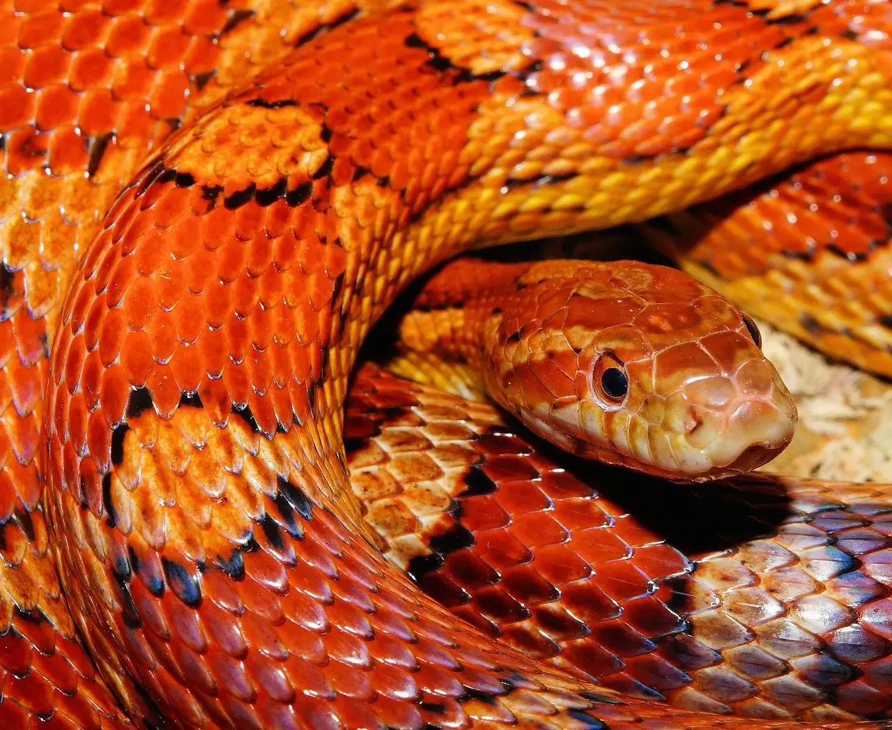 Snake coiled closeup