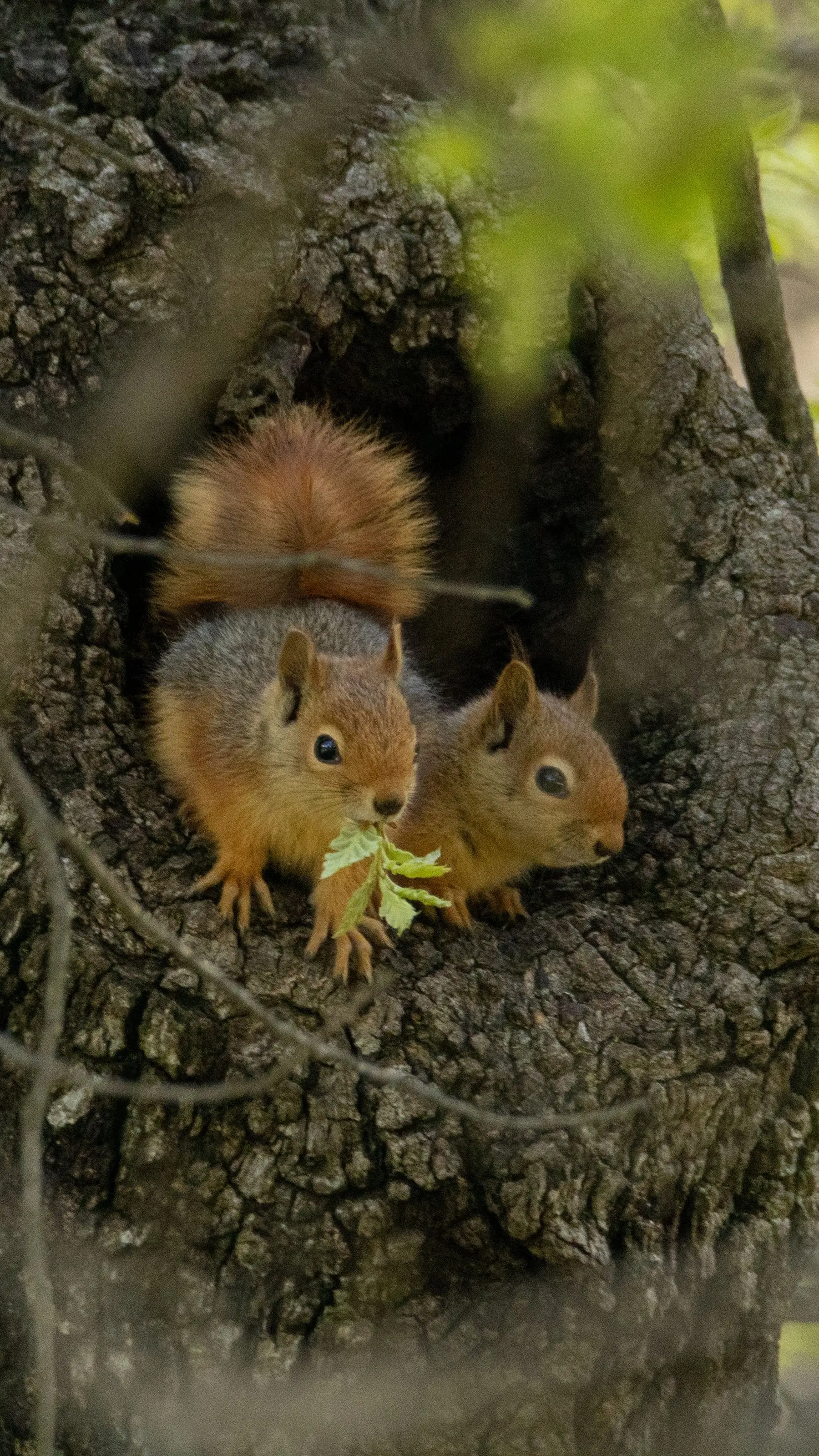 Two young red squirrels looking out from a cavity in a tree trunk, the kind of den squirrels prefer for raising young