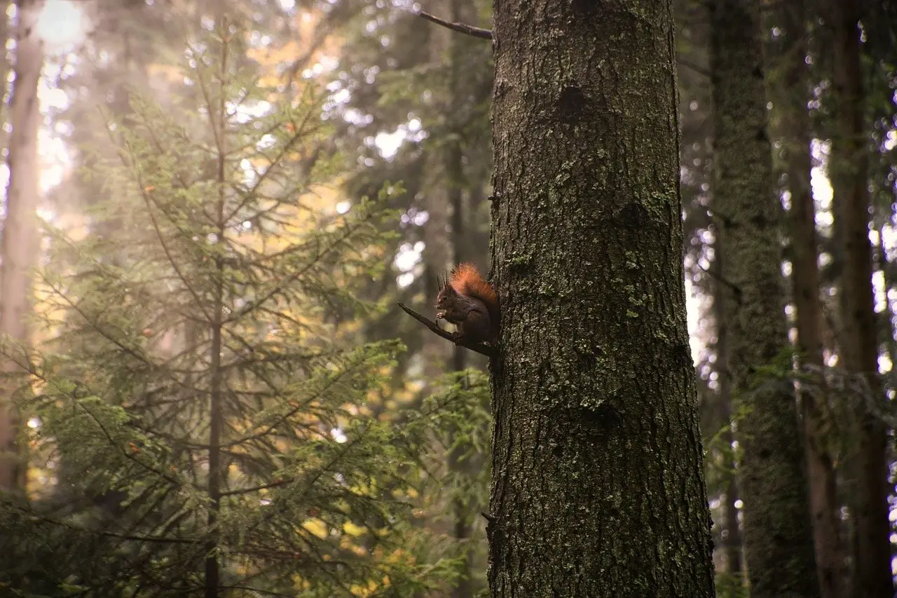 A red squirrel clinging to a trunk in a misty, low-lit conifer wood