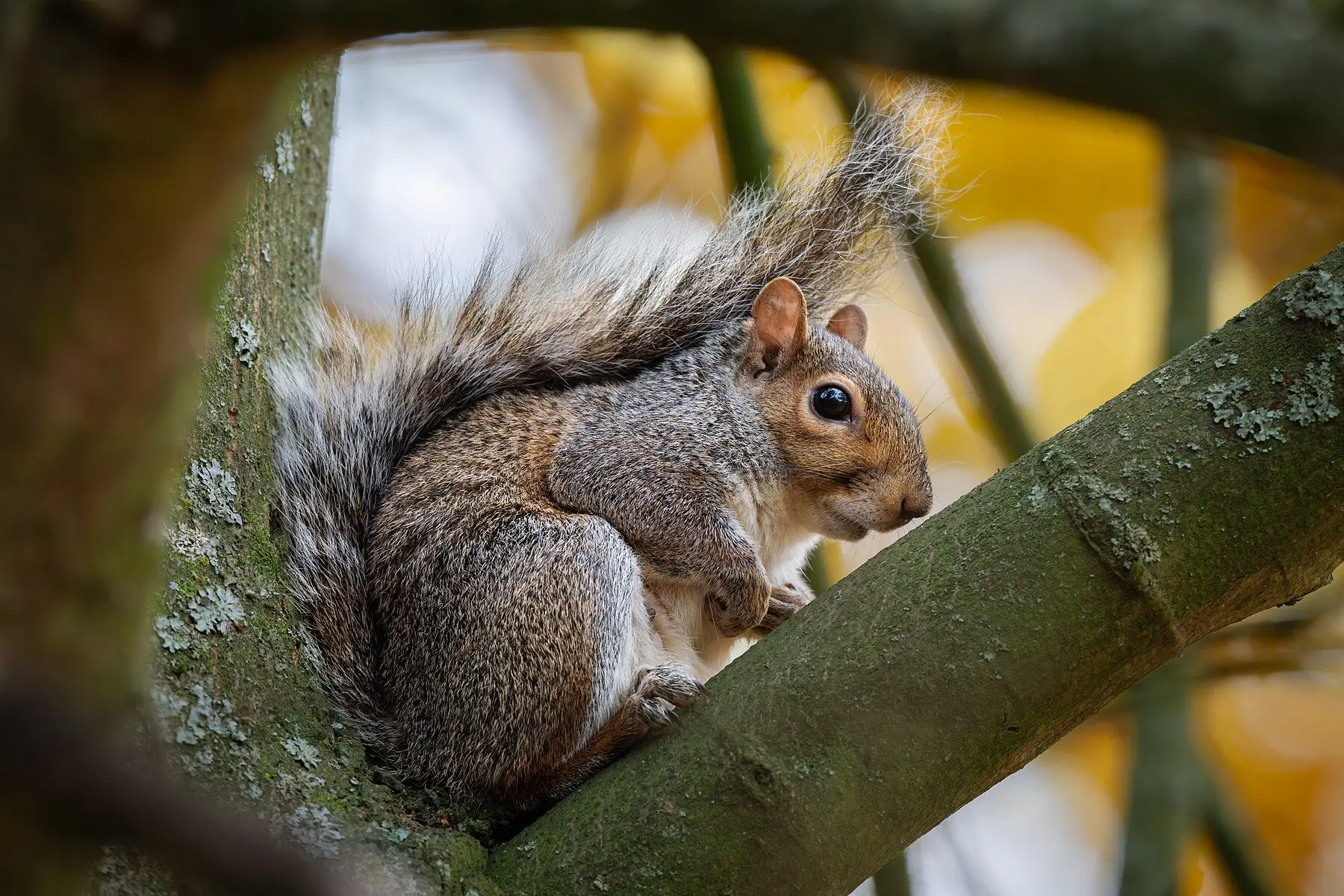 A grey squirrel on a tree trunk in autumn