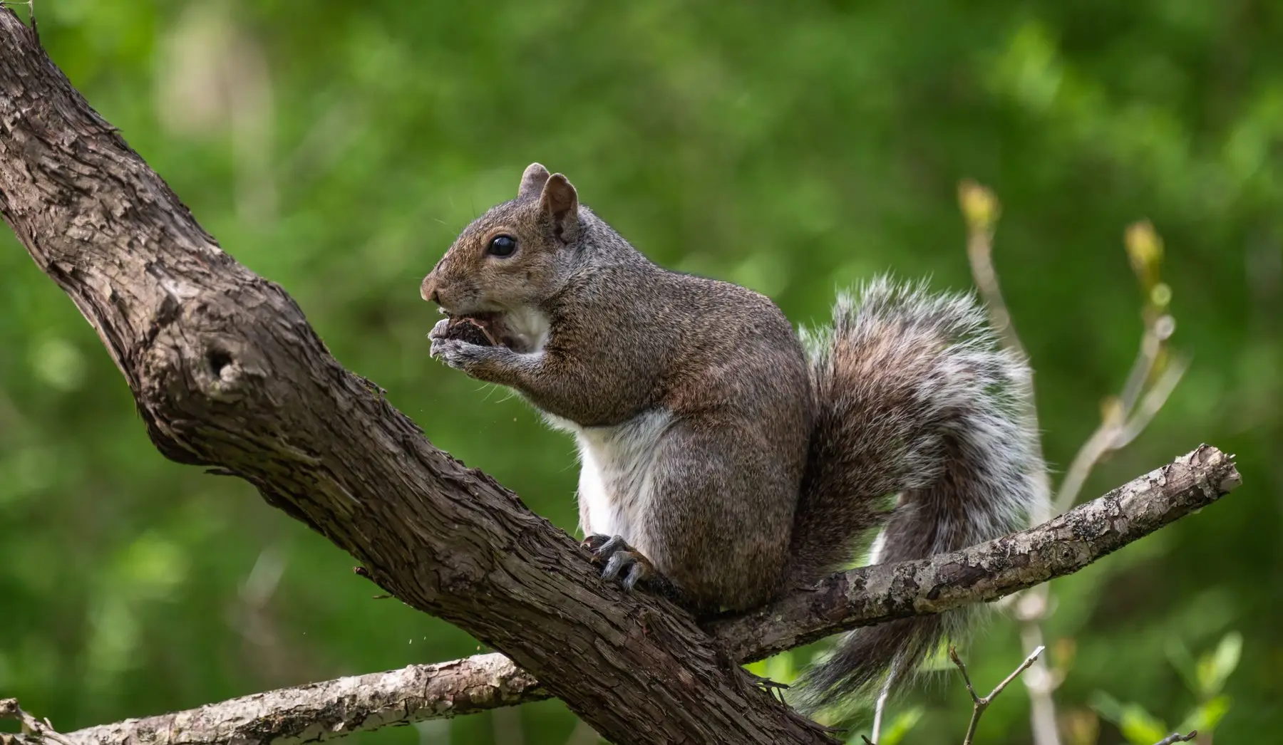 A grey squirrel on a branch holding a small dark piece of food in both forepaws