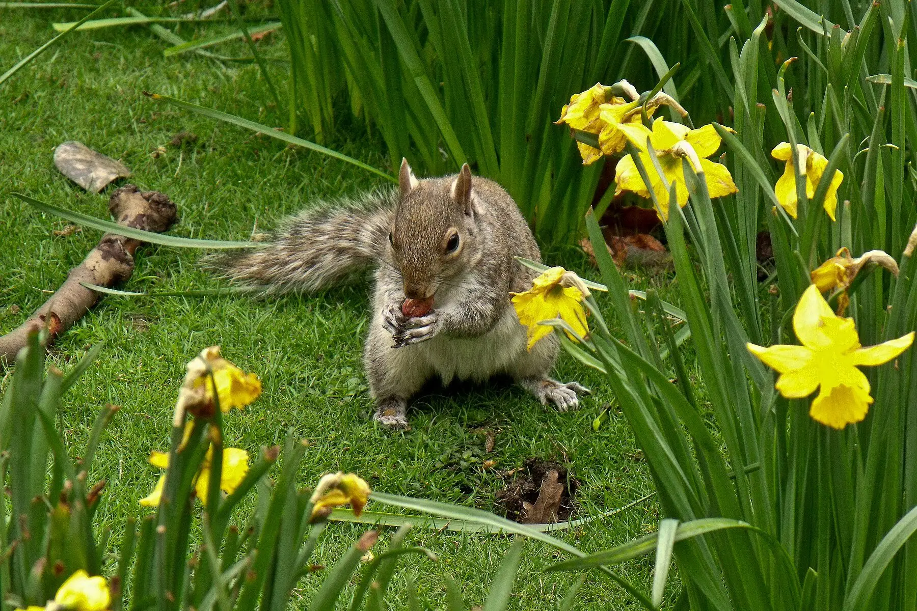 A grey squirrel sitting up on a lawn holding a nut in both paws, among daffodils