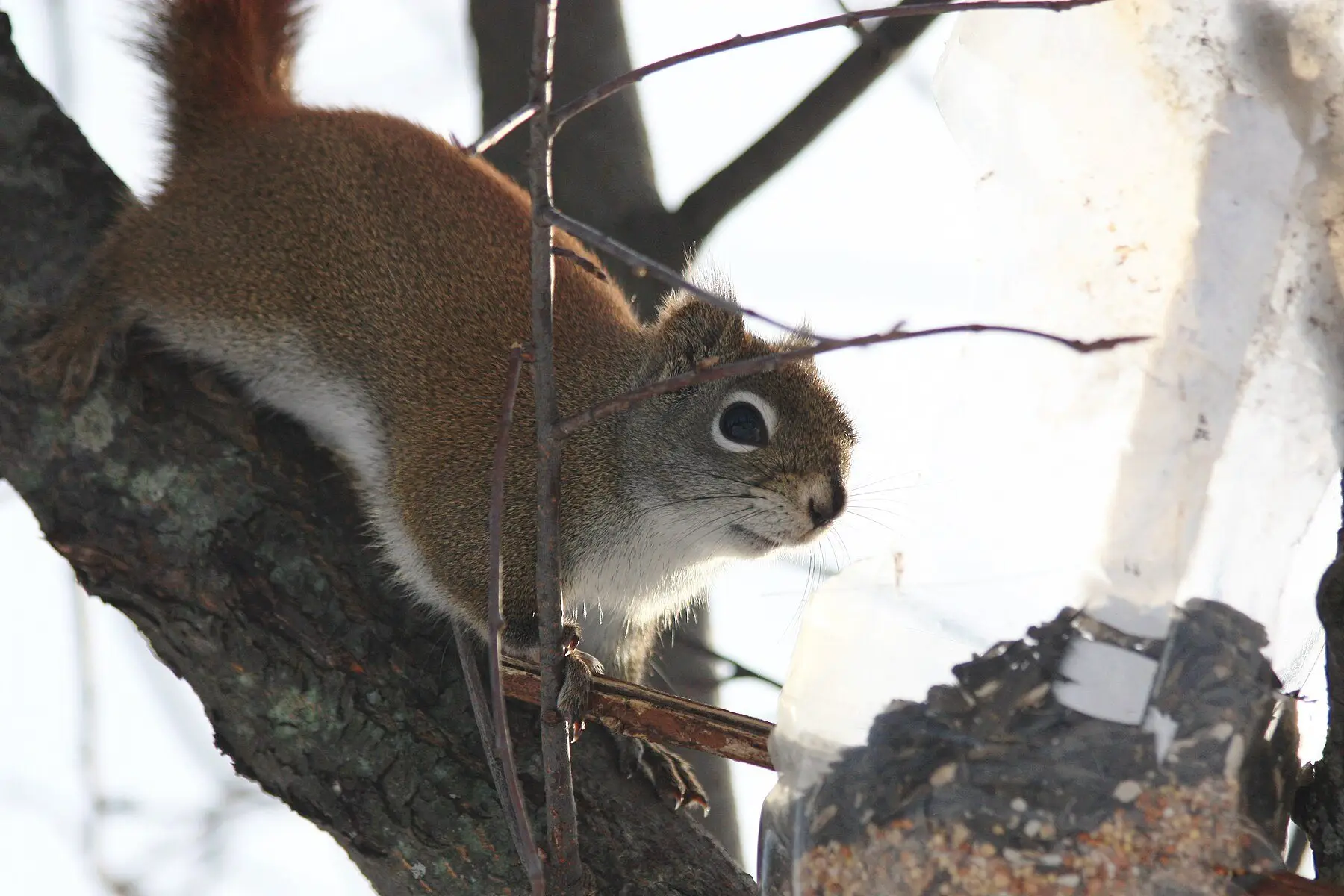 A squirrel on a snowy branch beside a feeder full of black sunflower seed