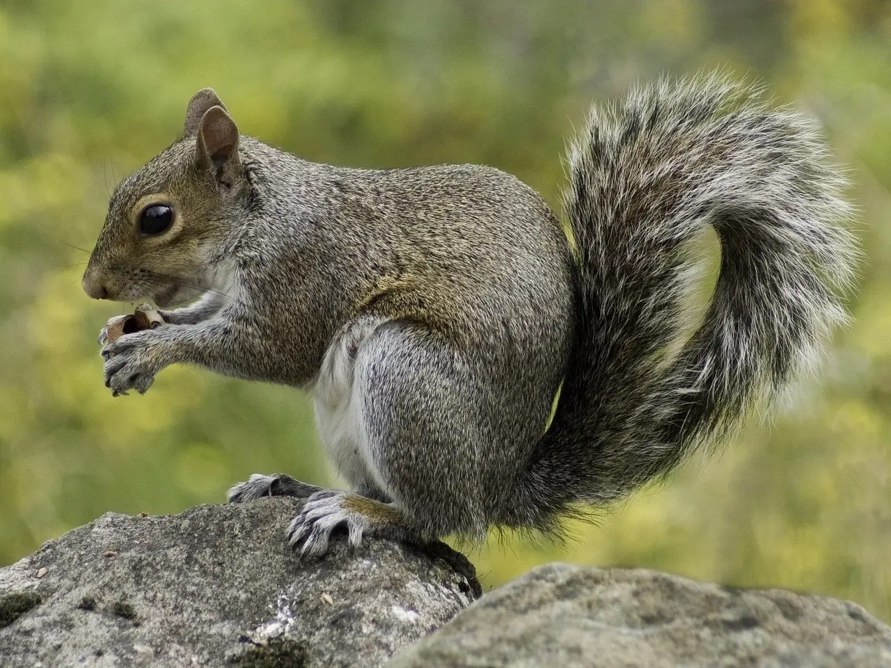 Two squirrels chasing