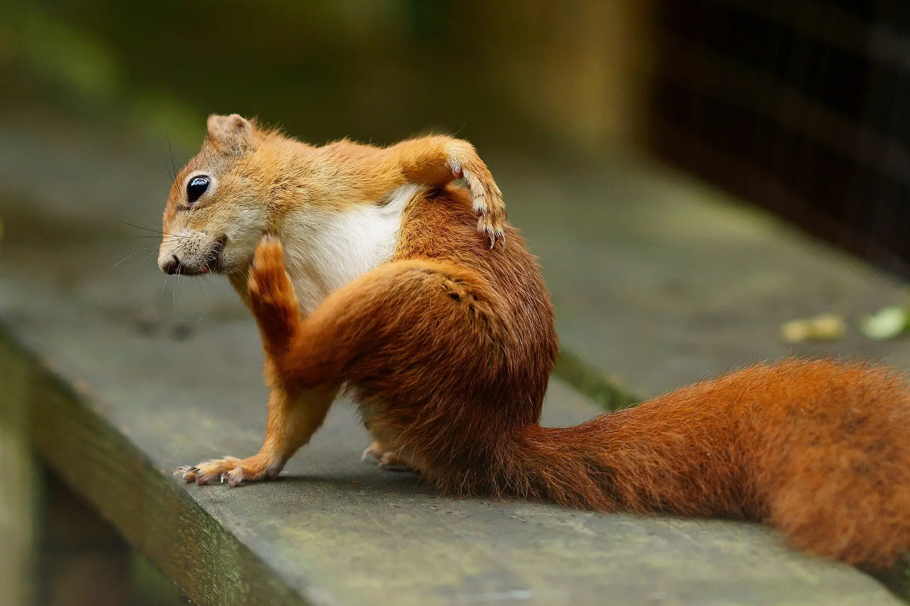 A red squirrel on a wooden rail twisting to scratch its flank with a raised hind foot