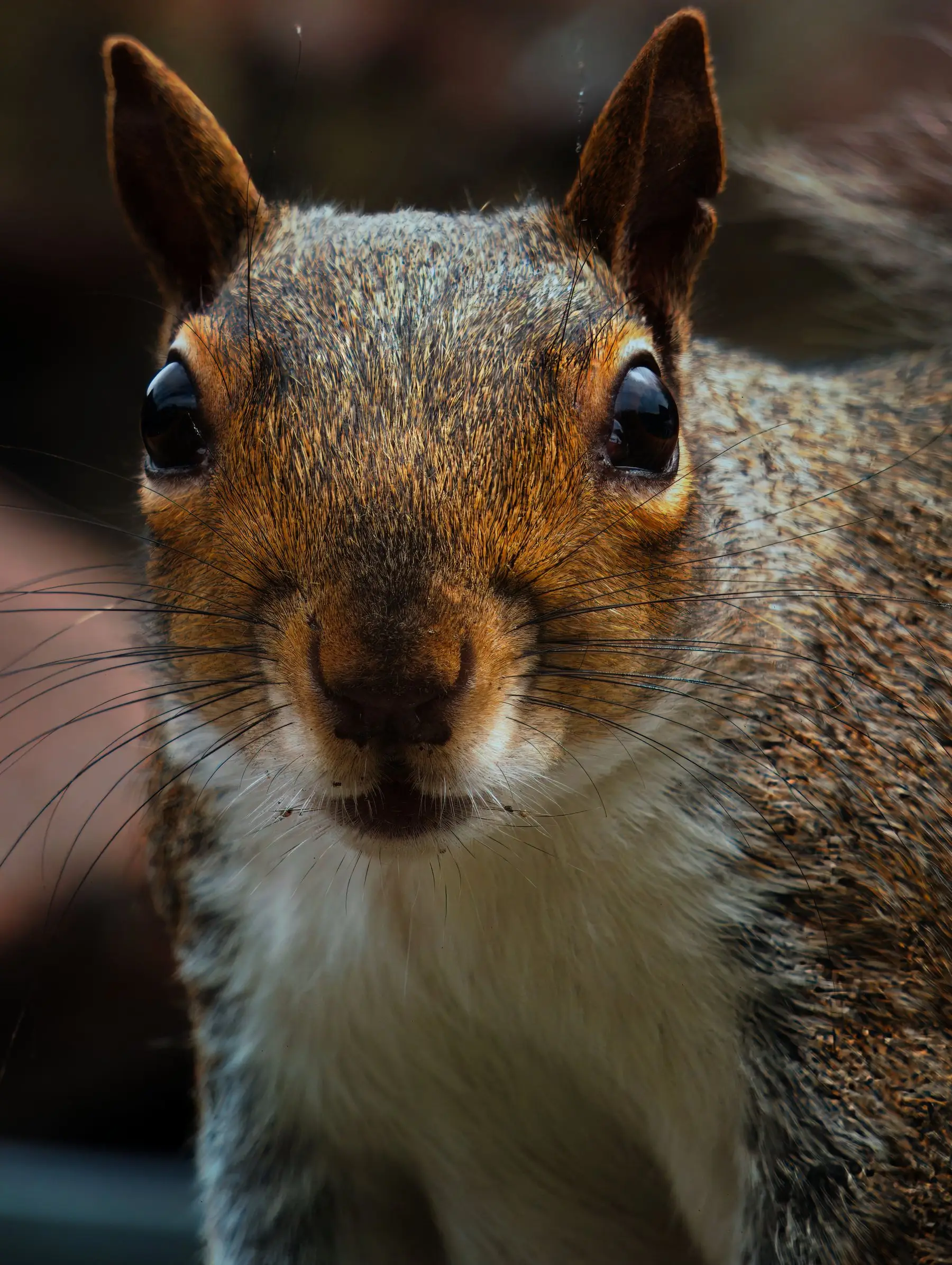 A head-on close-up of a grey squirrel, both large dark eyes set wide on the sides of its head