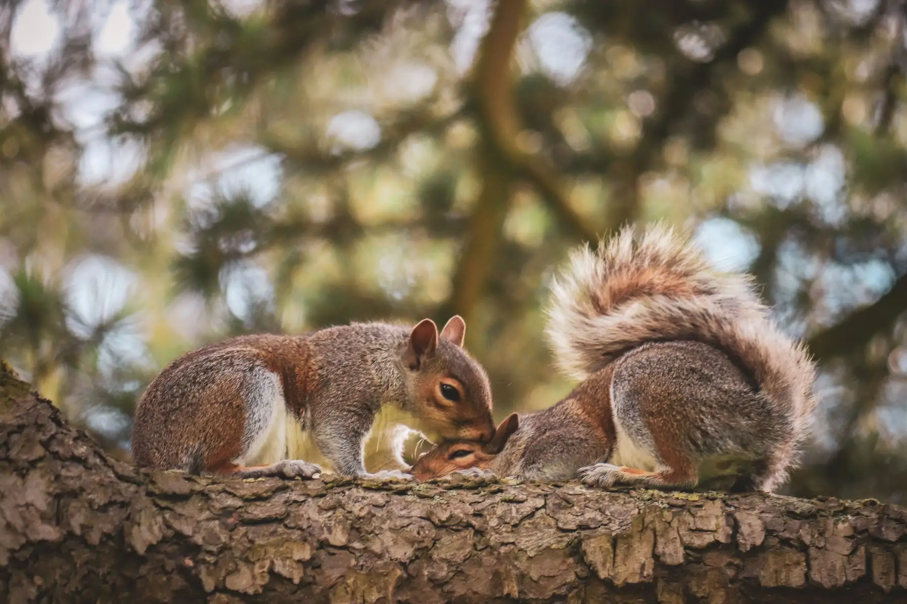 Two grey squirrels nose to nose on a lichen-covered branch