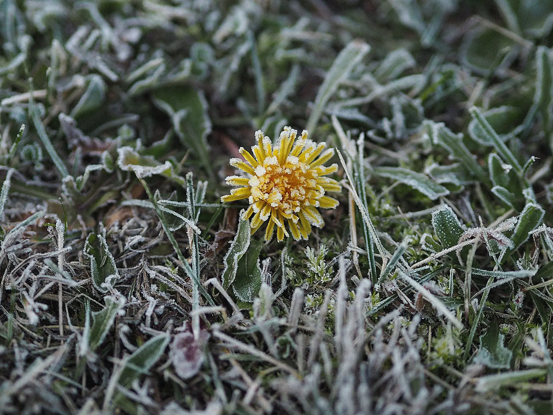 A dandelion in flower, rimed with frost, in a frost-covered lawn