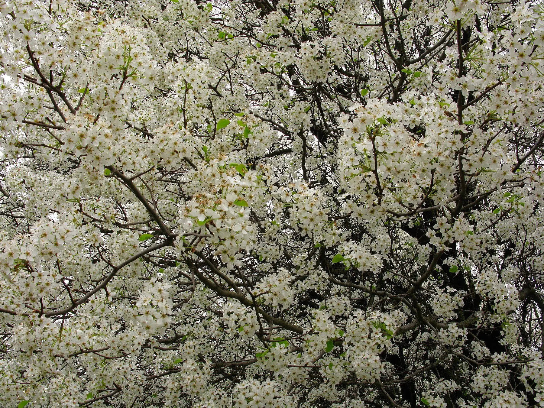 A pear tree in full white blossom, dense clusters of flowers along bare branches before the leaves open