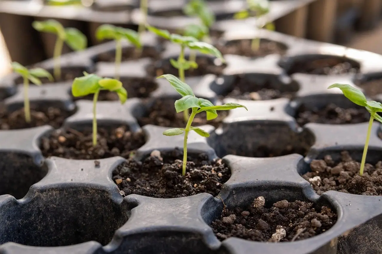 Young seedlings with their first true leaves growing in the cells of a black plastic module tray