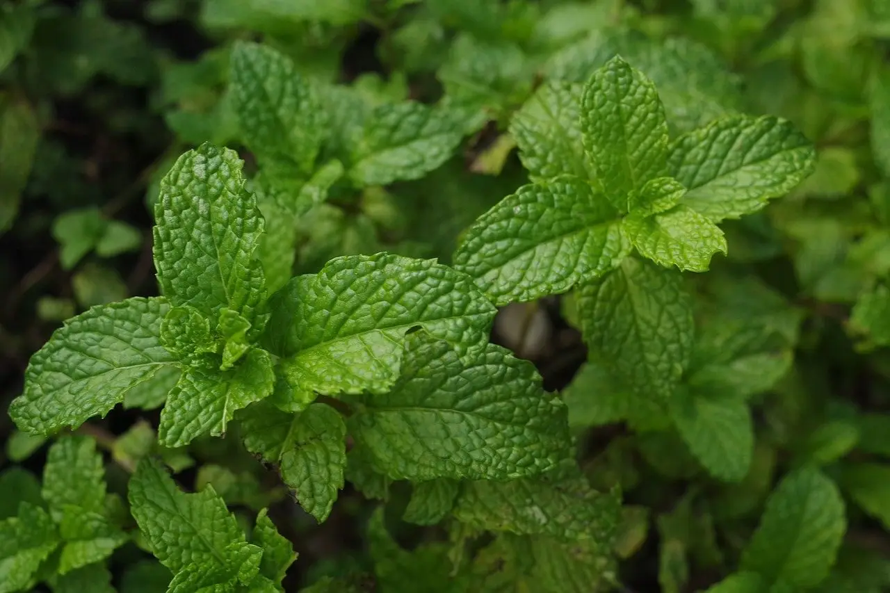 Fresh mint leaves