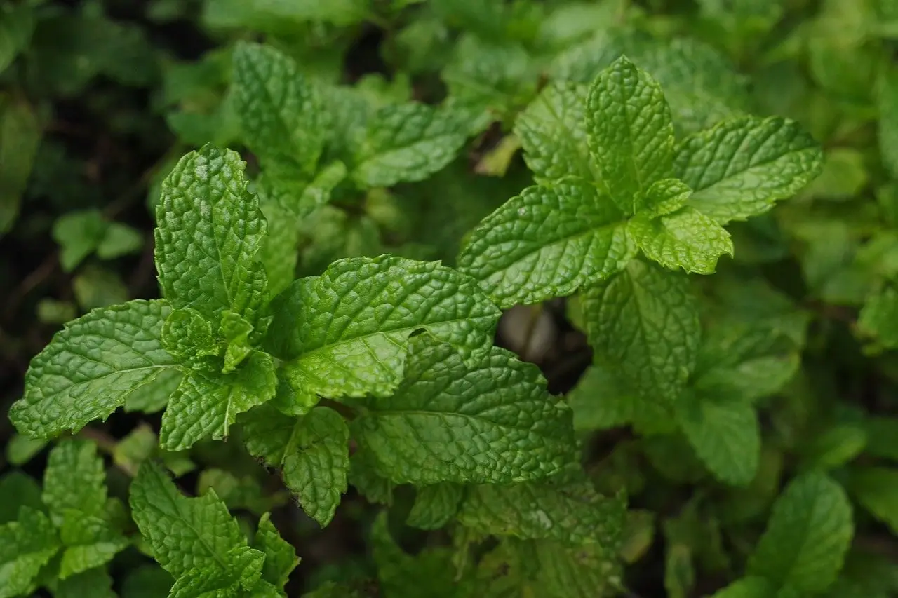 Fresh mint leaves