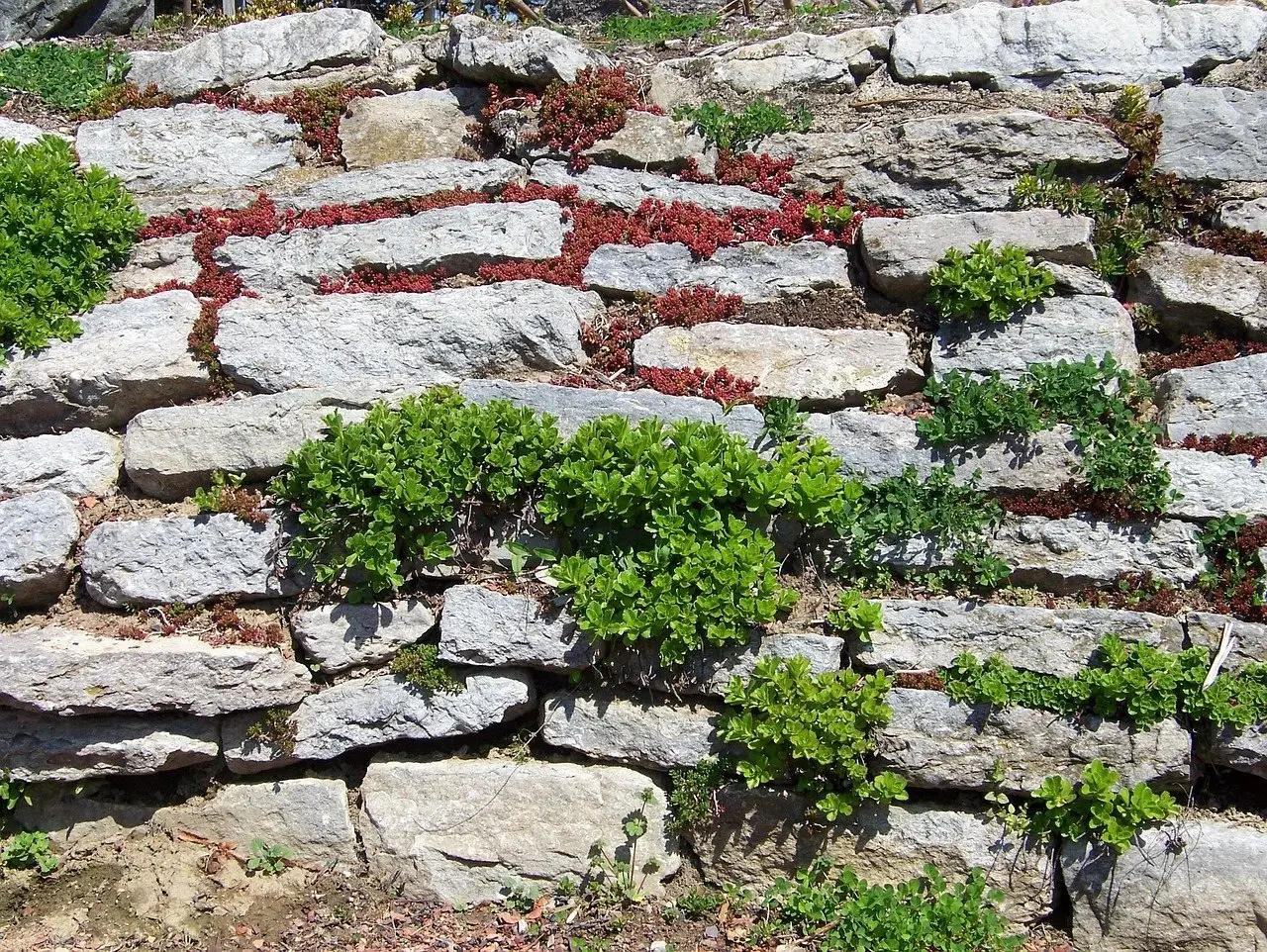 A low dry stone retaining wall with alpine plants rooted in the gaps between courses