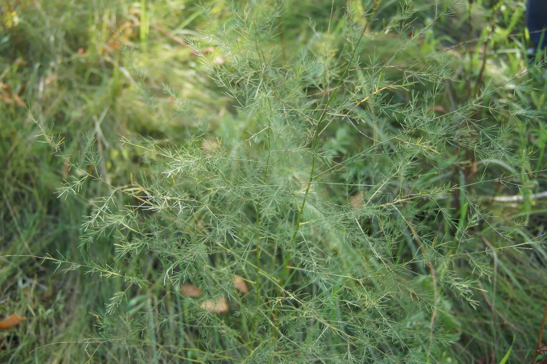 Asparagus in its summer fern stage, fine needle-like foliage on tall stems, growing among rough grass