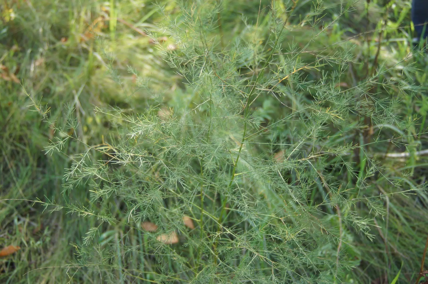 Asparagus in its summer fern stage, fine needle-like foliage on tall stems, growing among rough grass