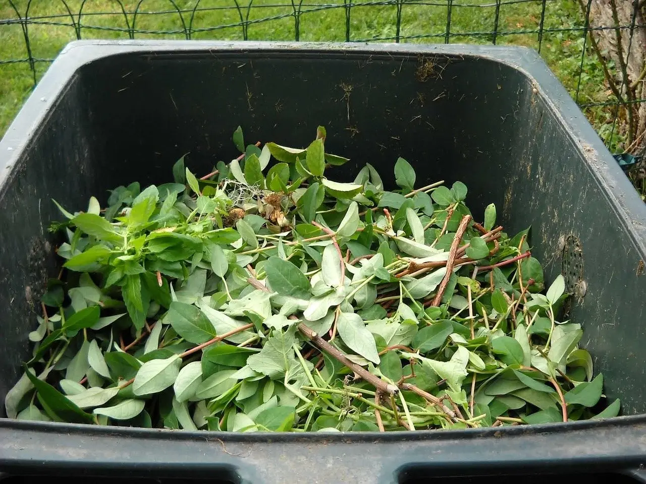 A green waste bin filled with fresh leafy prunings