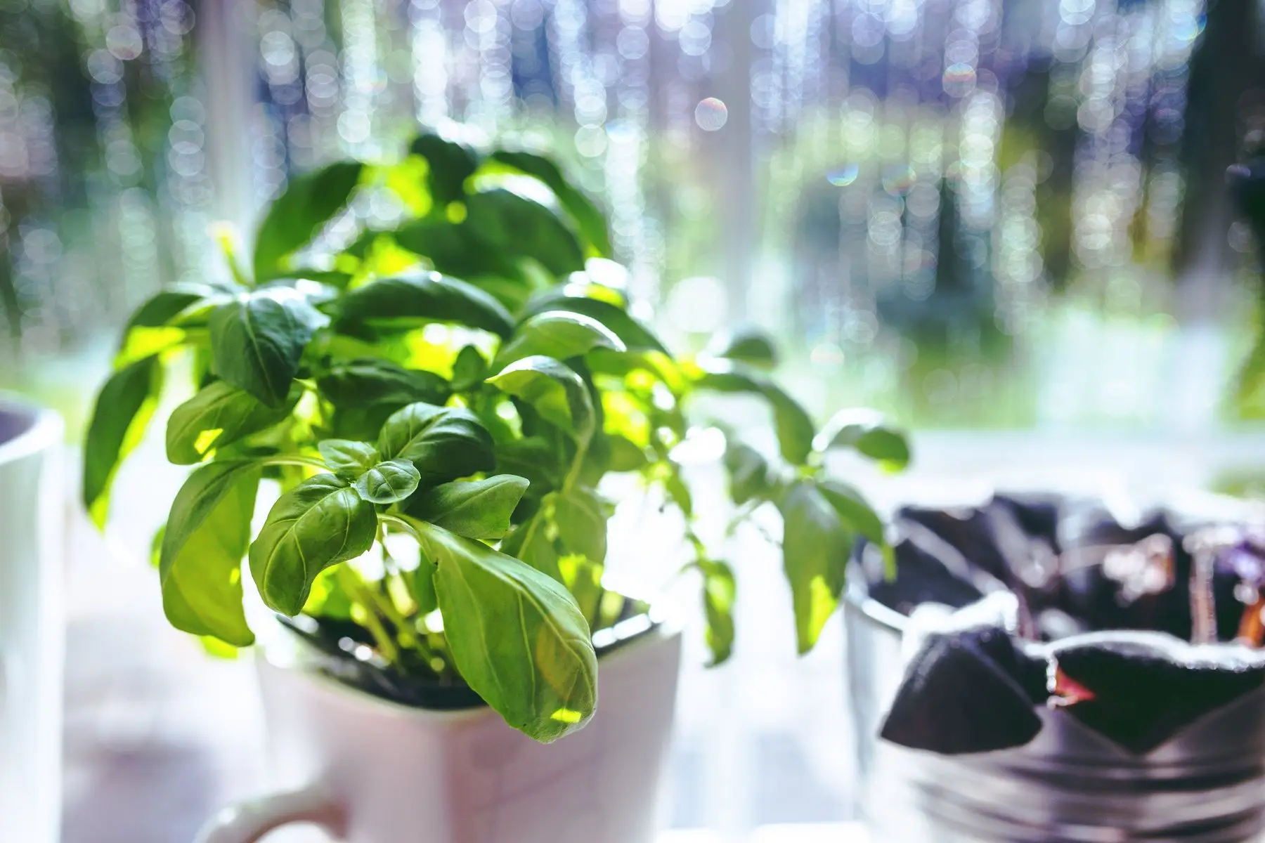A potted basil plant on a bright windowsill, backlit, with dense green leaves