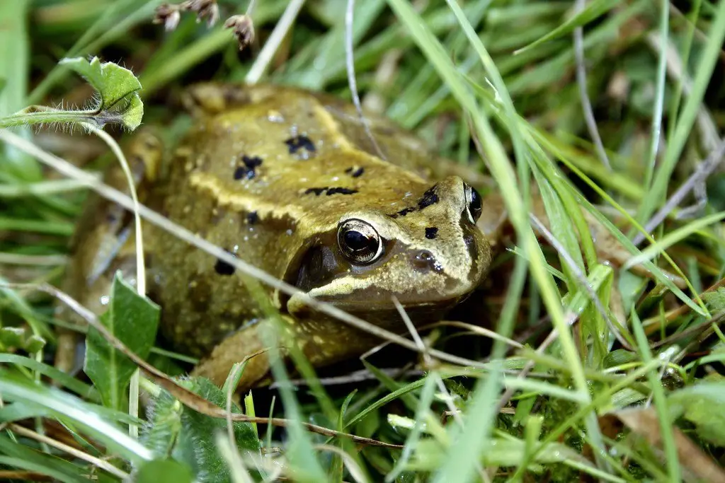 A common frog sitting low in grass, its gold and brown markings clearly visible