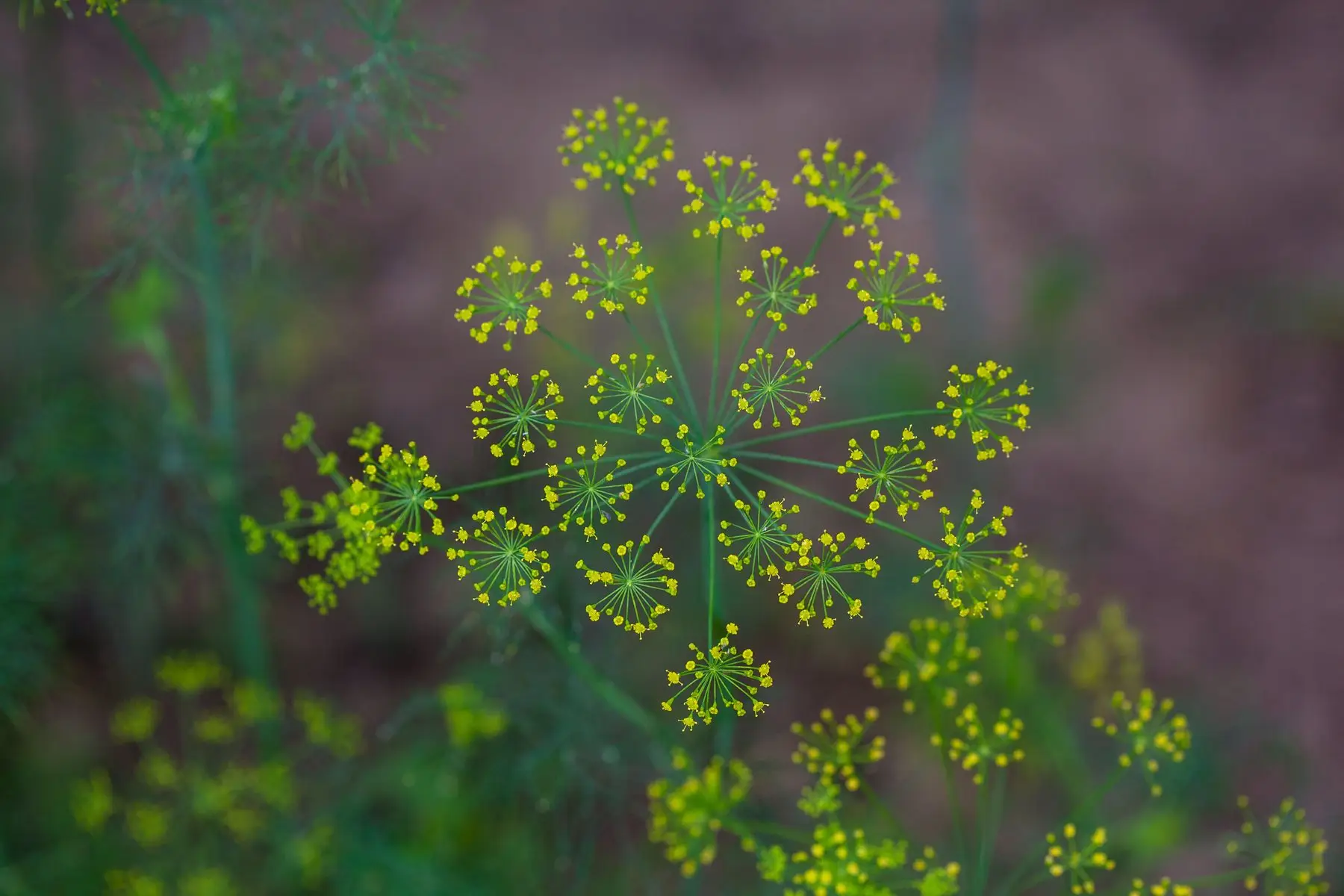A dill umbel in full flower, yellow-green florets radiating on fine spokes above feathery foliage