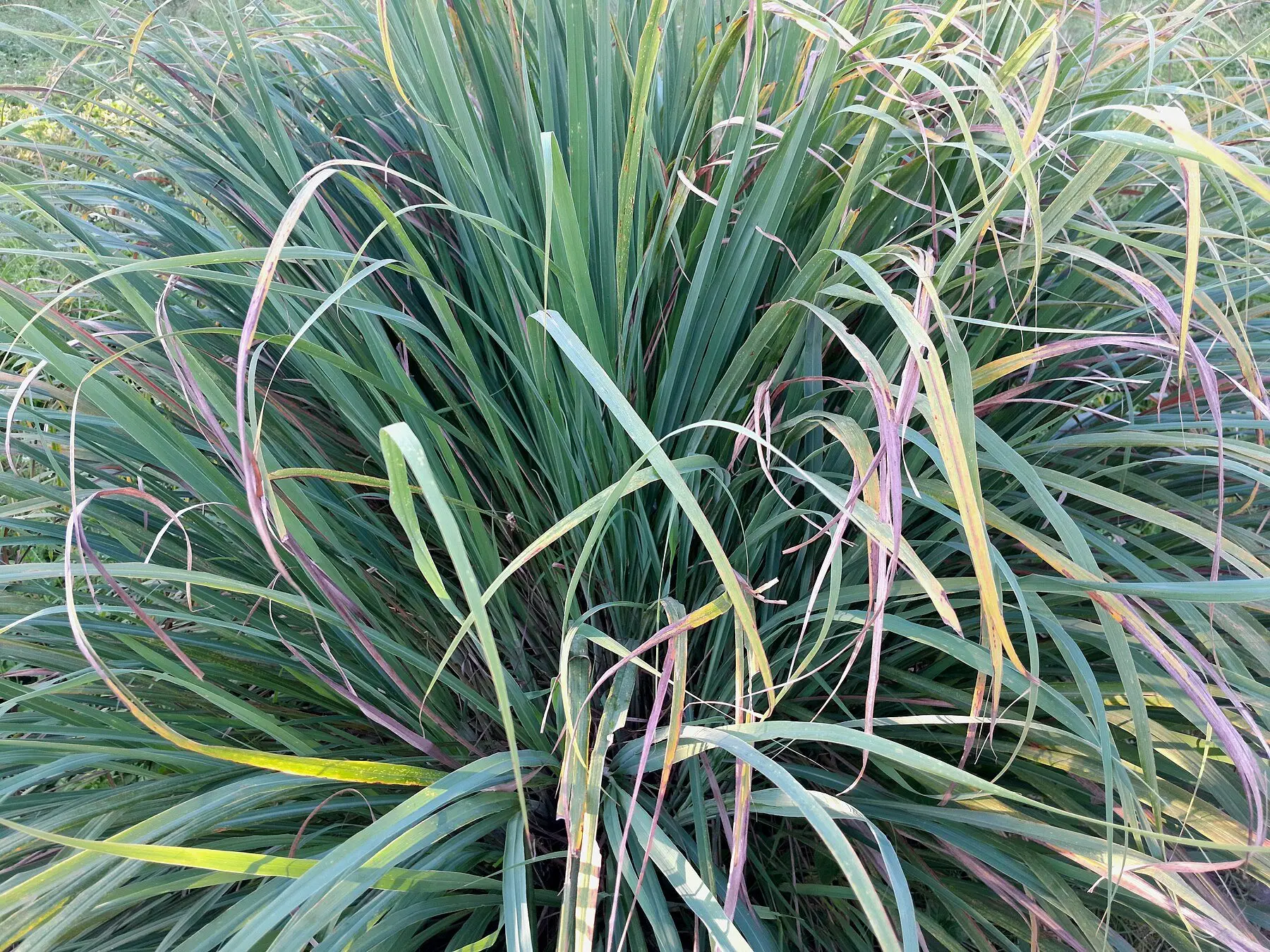A dense clump of lemongrass growing in a garden bed