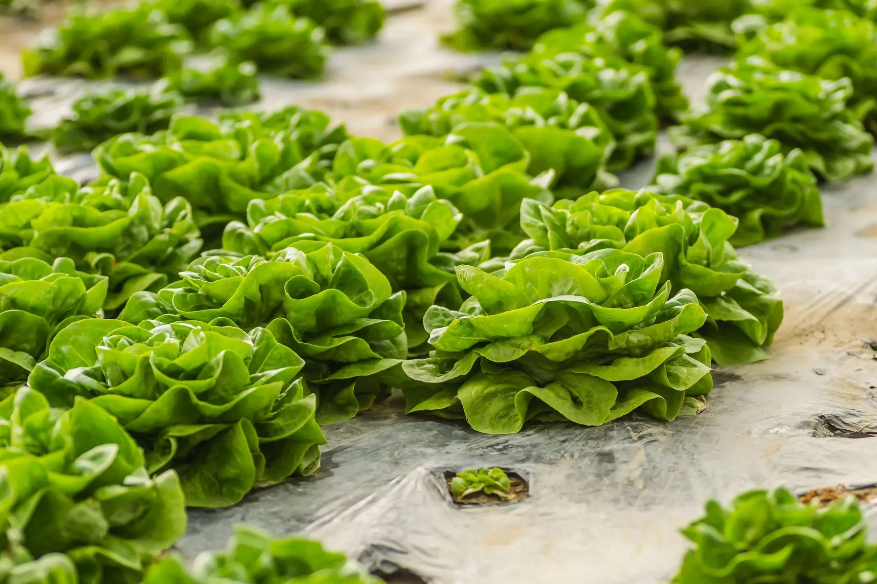 Rows of butterhead lettuce growing through plastic mulch, heads open and well filled