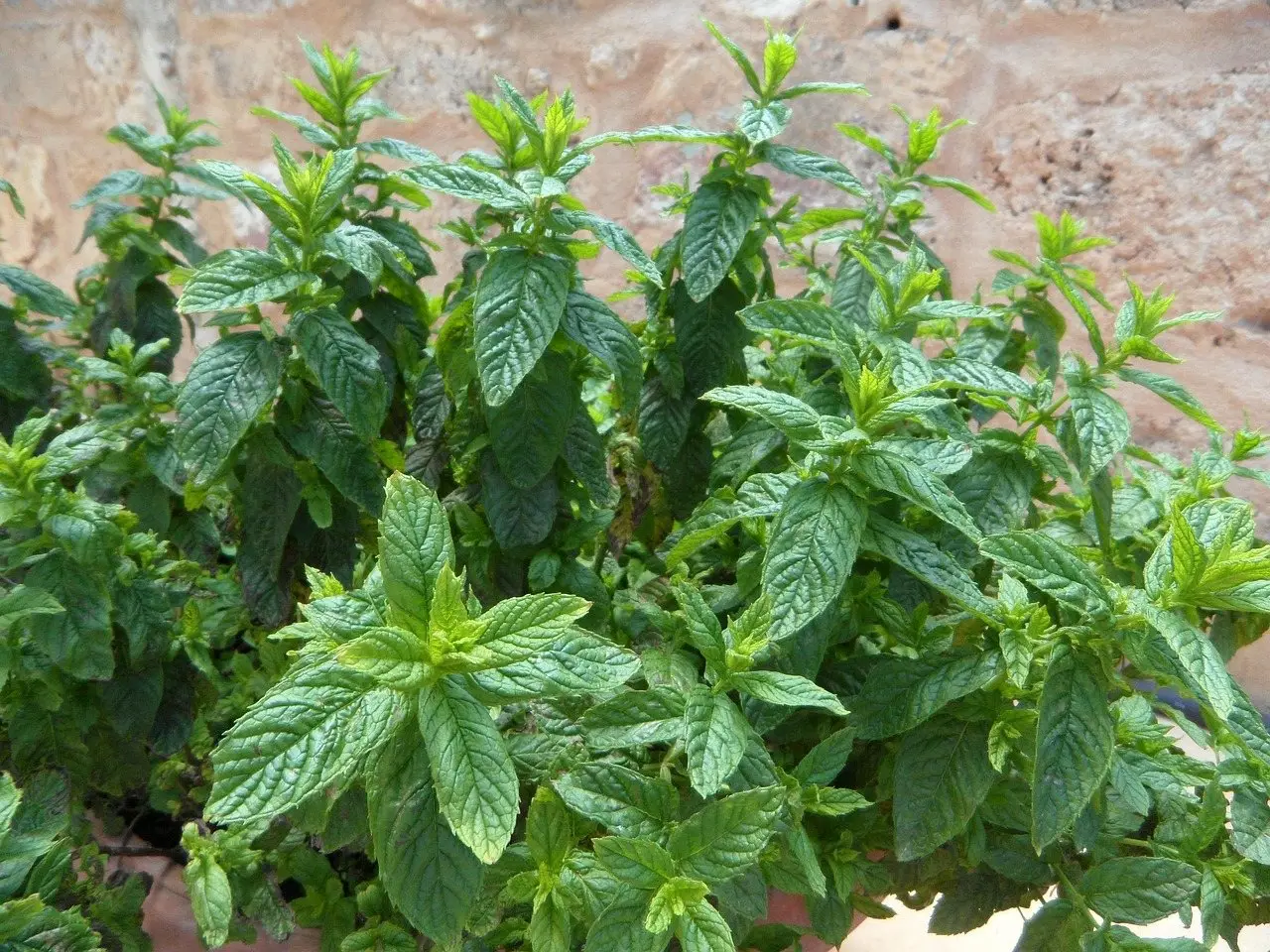 Mint plant pot
