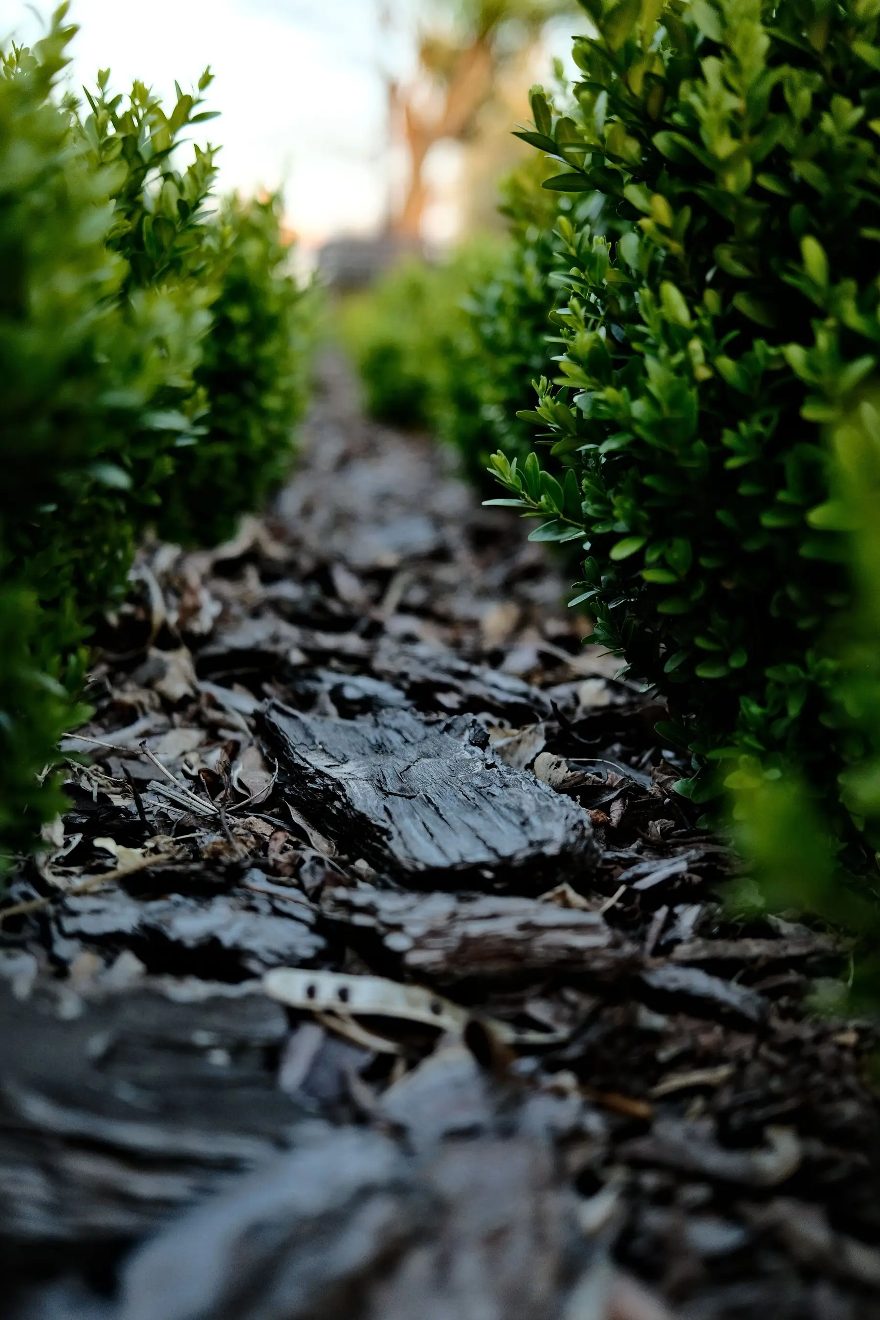 A strip of coarse bark mulch running between rows of clipped boxwood