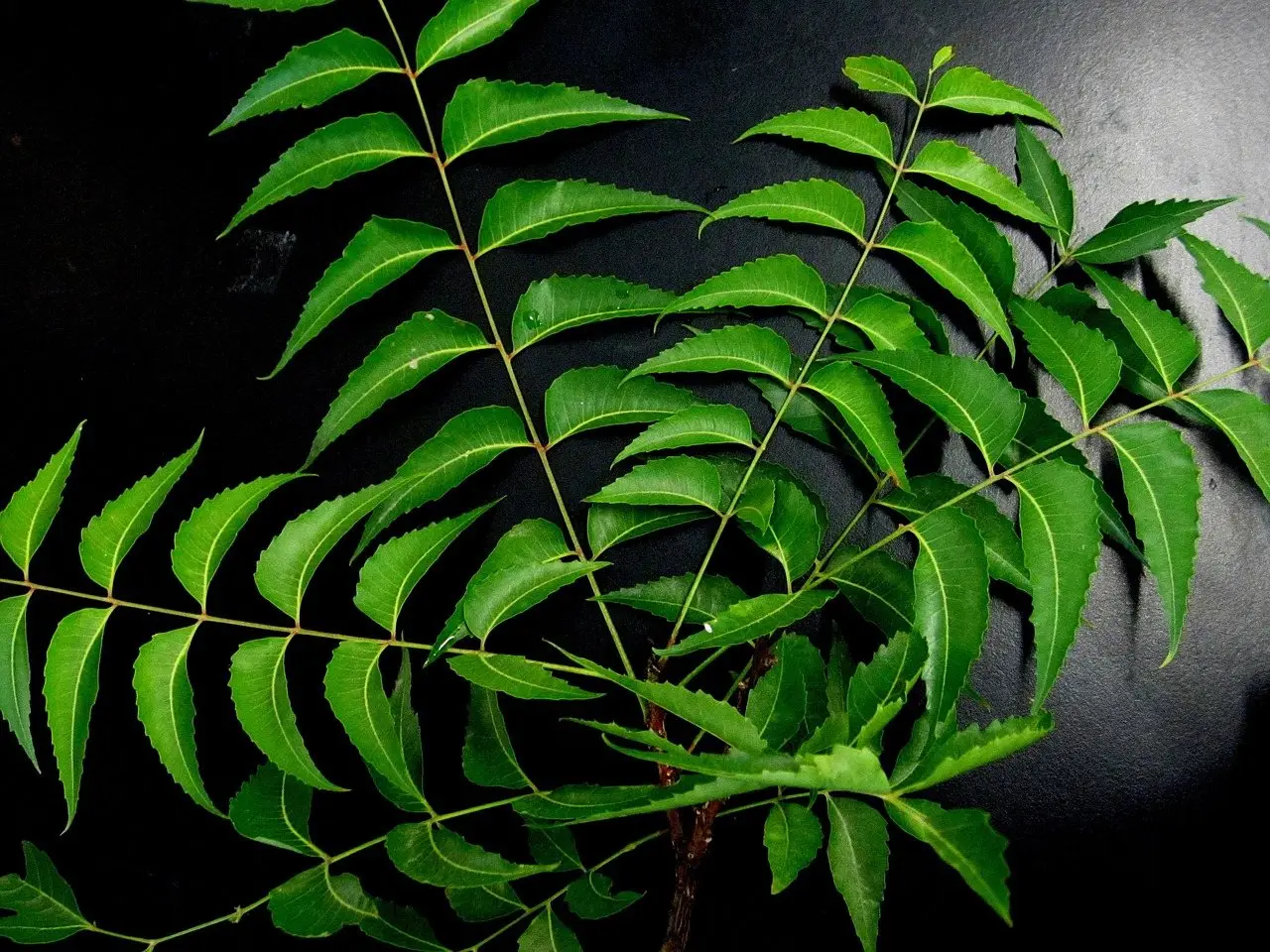 A sprig of fresh green neem leaves against a dark background