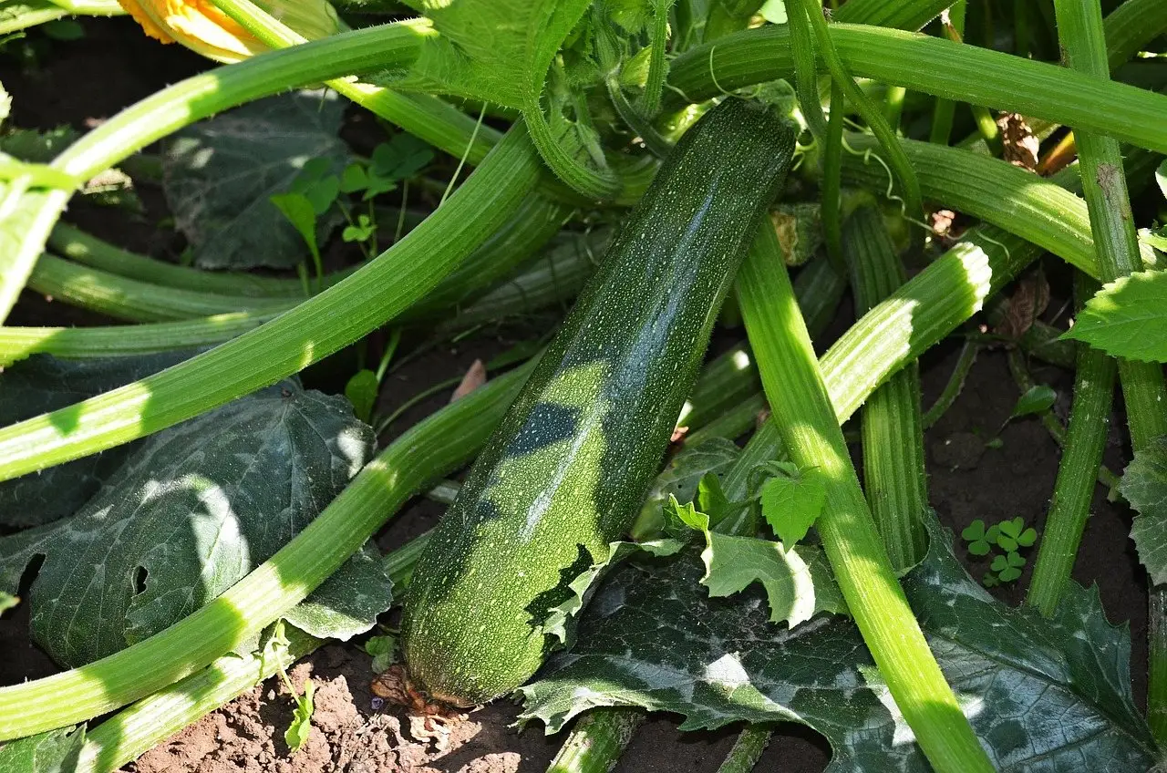 A courgette ripening under the broad leaves and thick stems of a squash plant