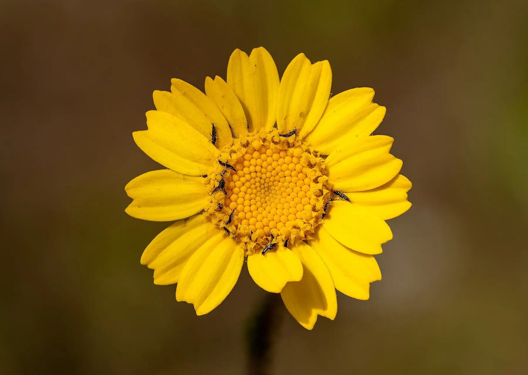About ten dark slender thrips clustered around the orange disc florets of a yellow corn marigold
