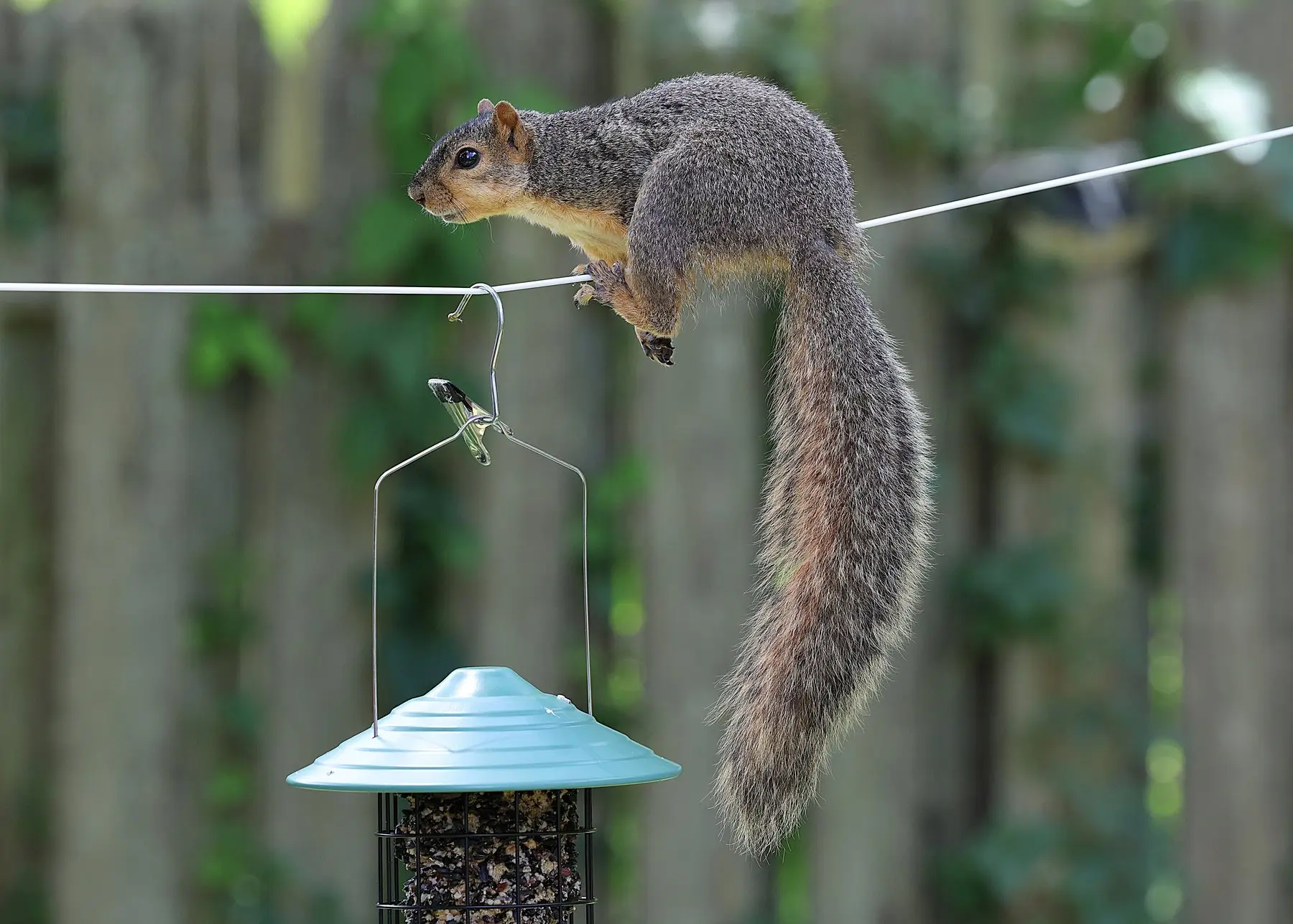 A squirrel balanced along a taut wire directly above a hanging seed feeder, about to climb down to it
