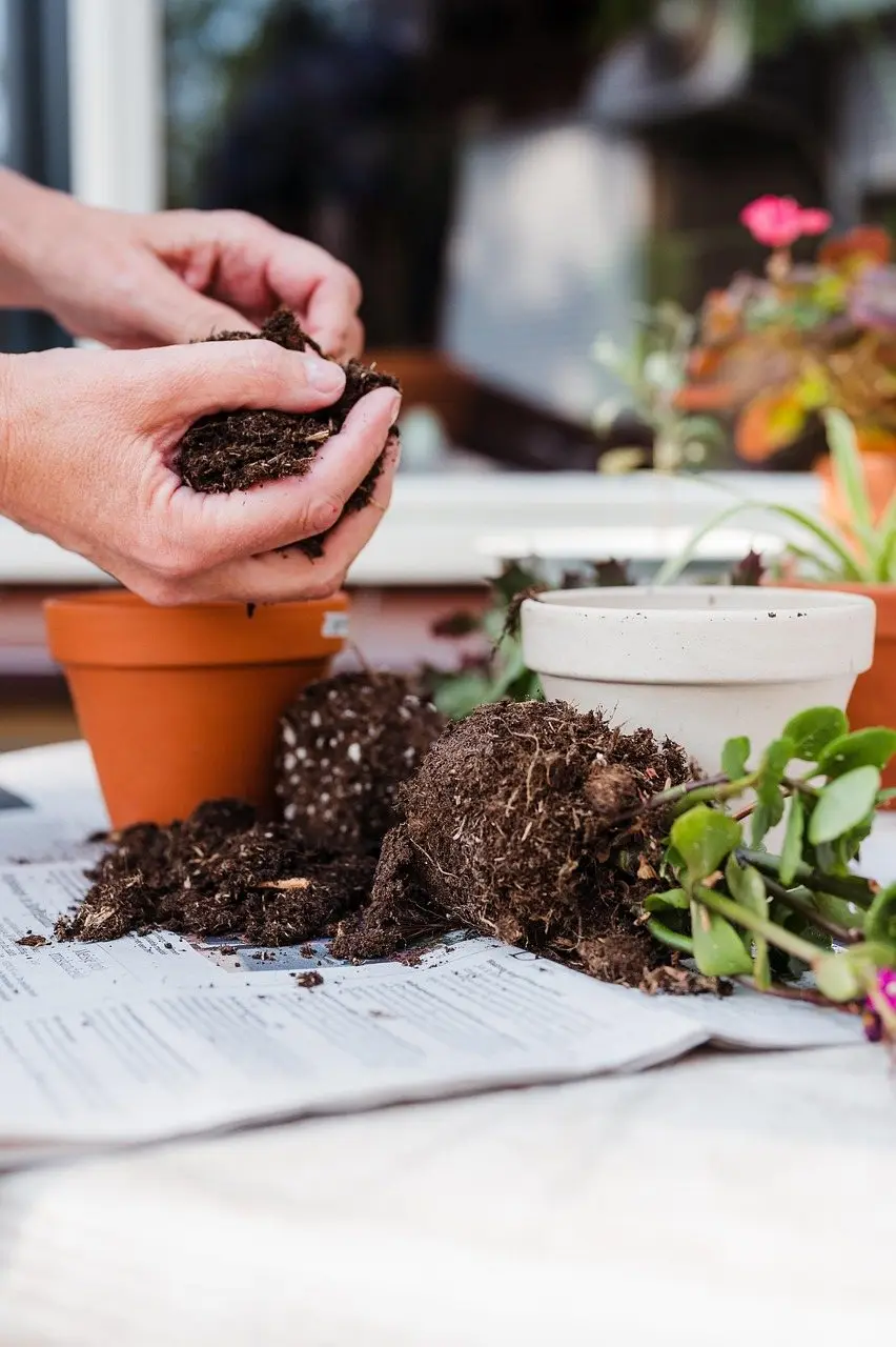 Hands crumbling dark potting compost over a terracotta pot on a bench