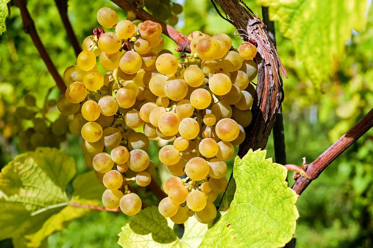 A bunch of ripening golden grapes hanging among green vine leaves