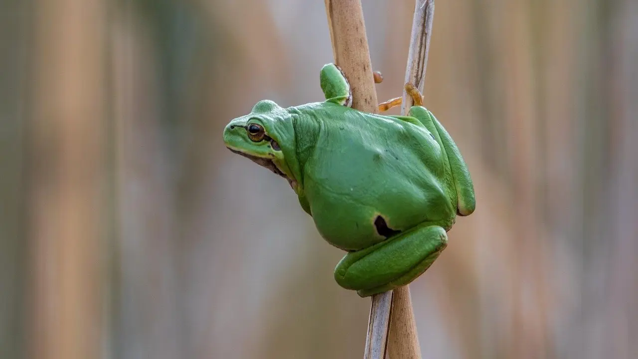 A green tree frog gripping a dry reed stem, its smooth moist skin clearly visible