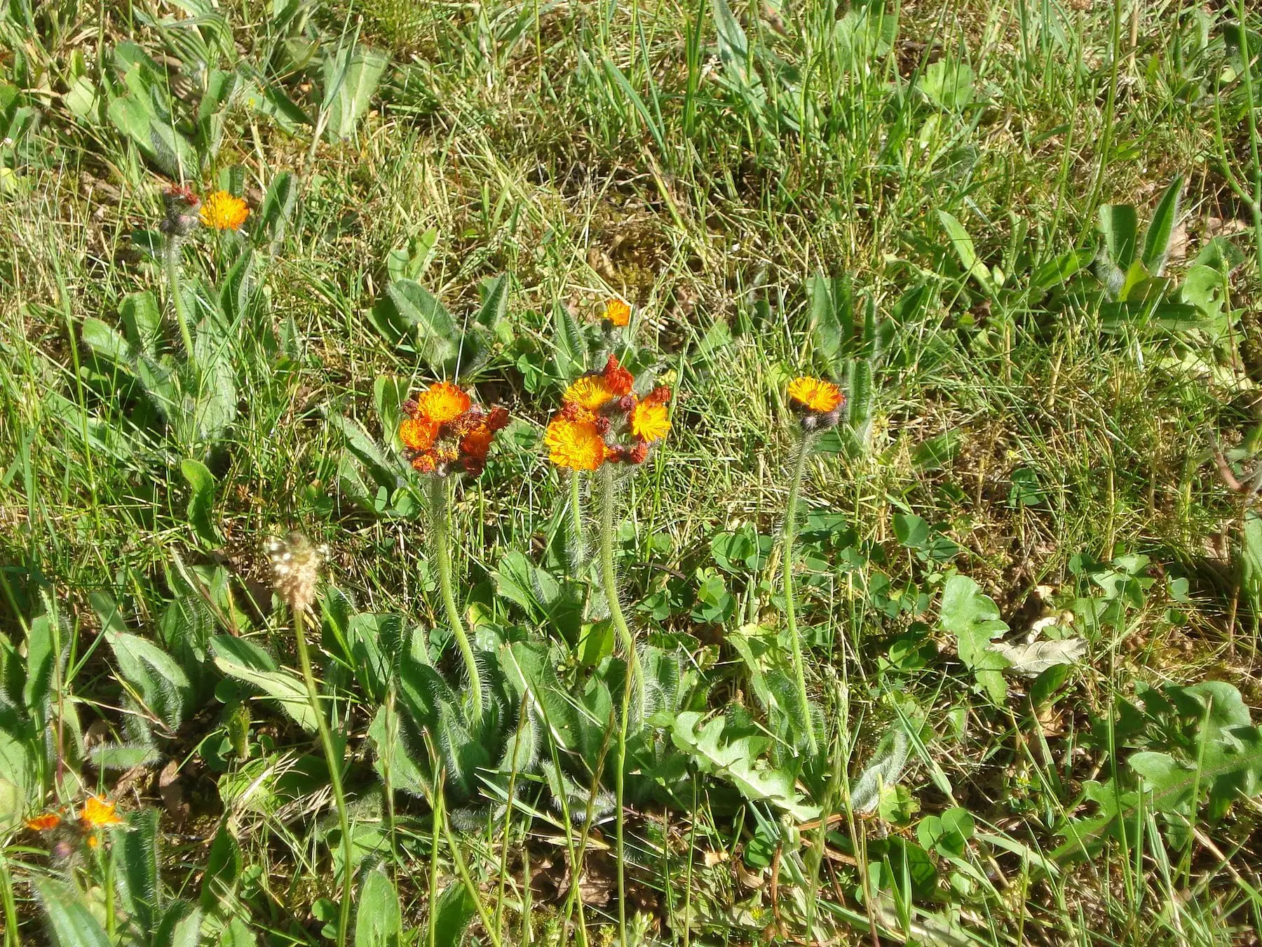 Weeds flowering through a thin, patchy lawn