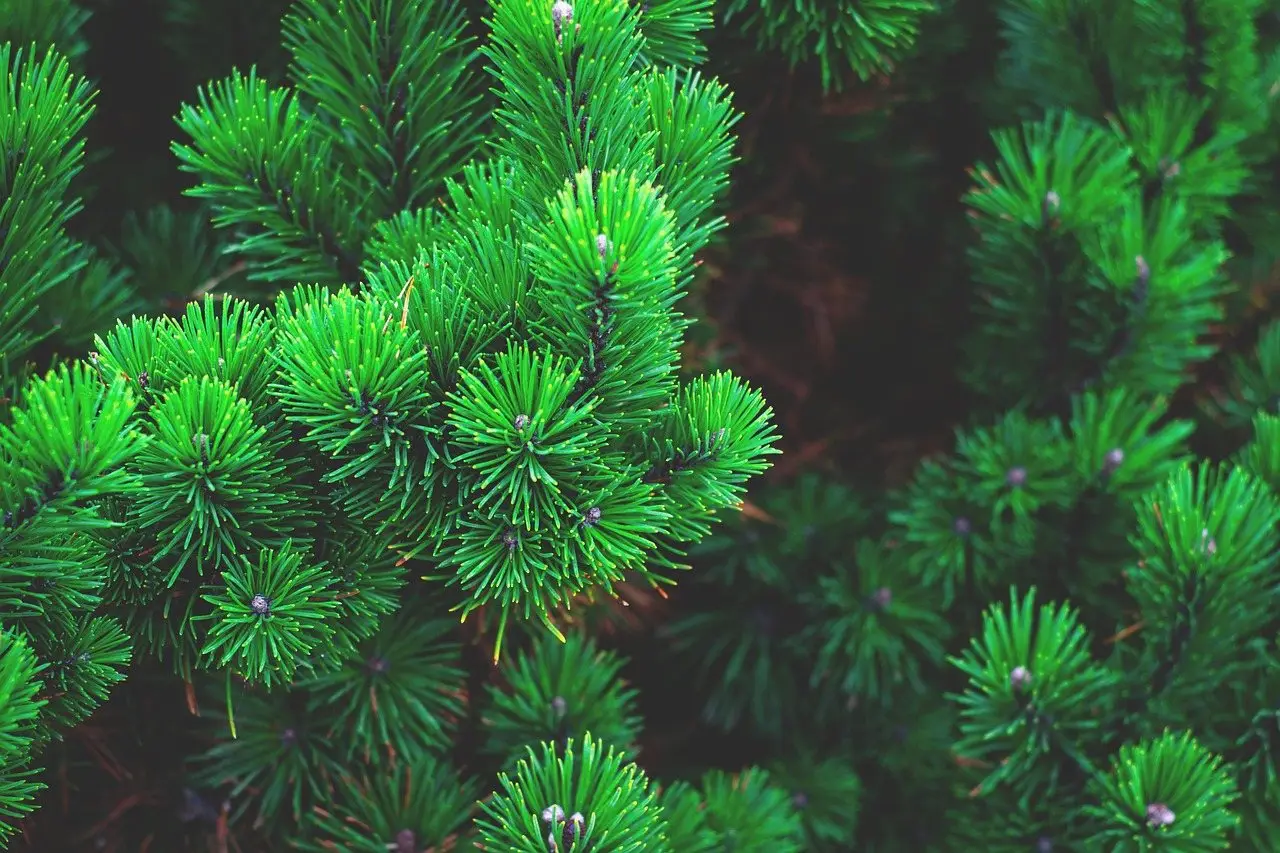 Pine needles branch