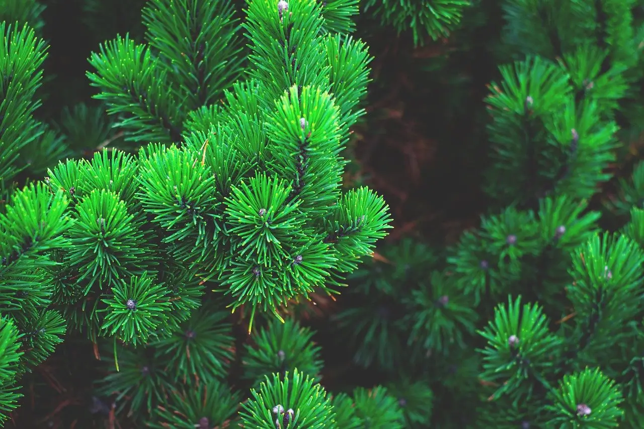 Pine needles branch