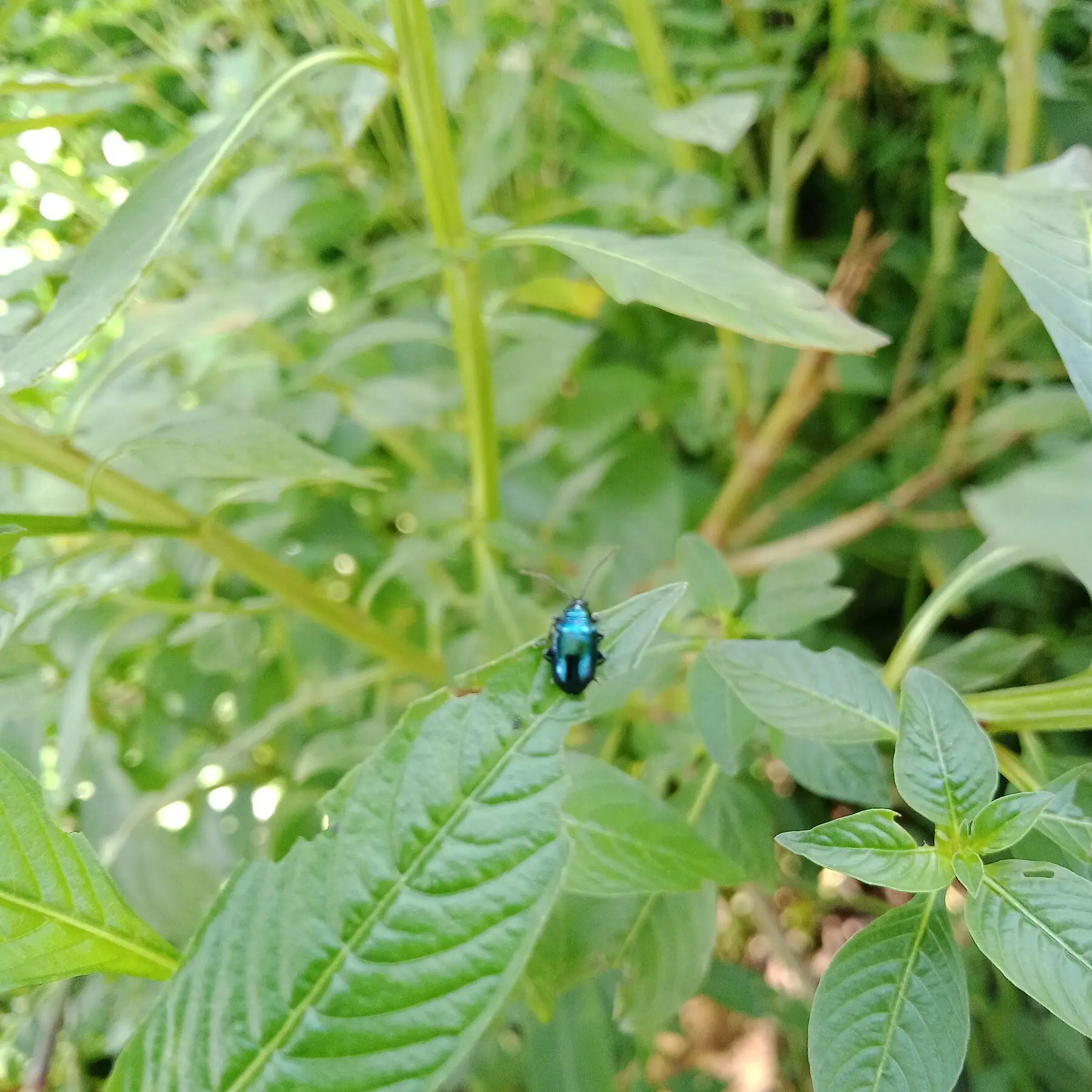 A metallic blue-green flea beetle on a leaf, its enlarged hind legs visible